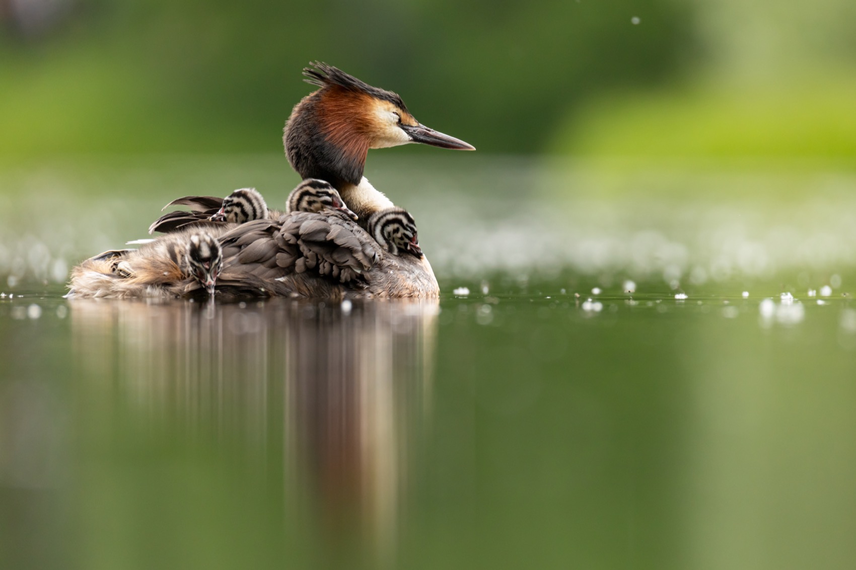 чомга, птицы, поганка, большая поганка, птенцы, Руслан Pl