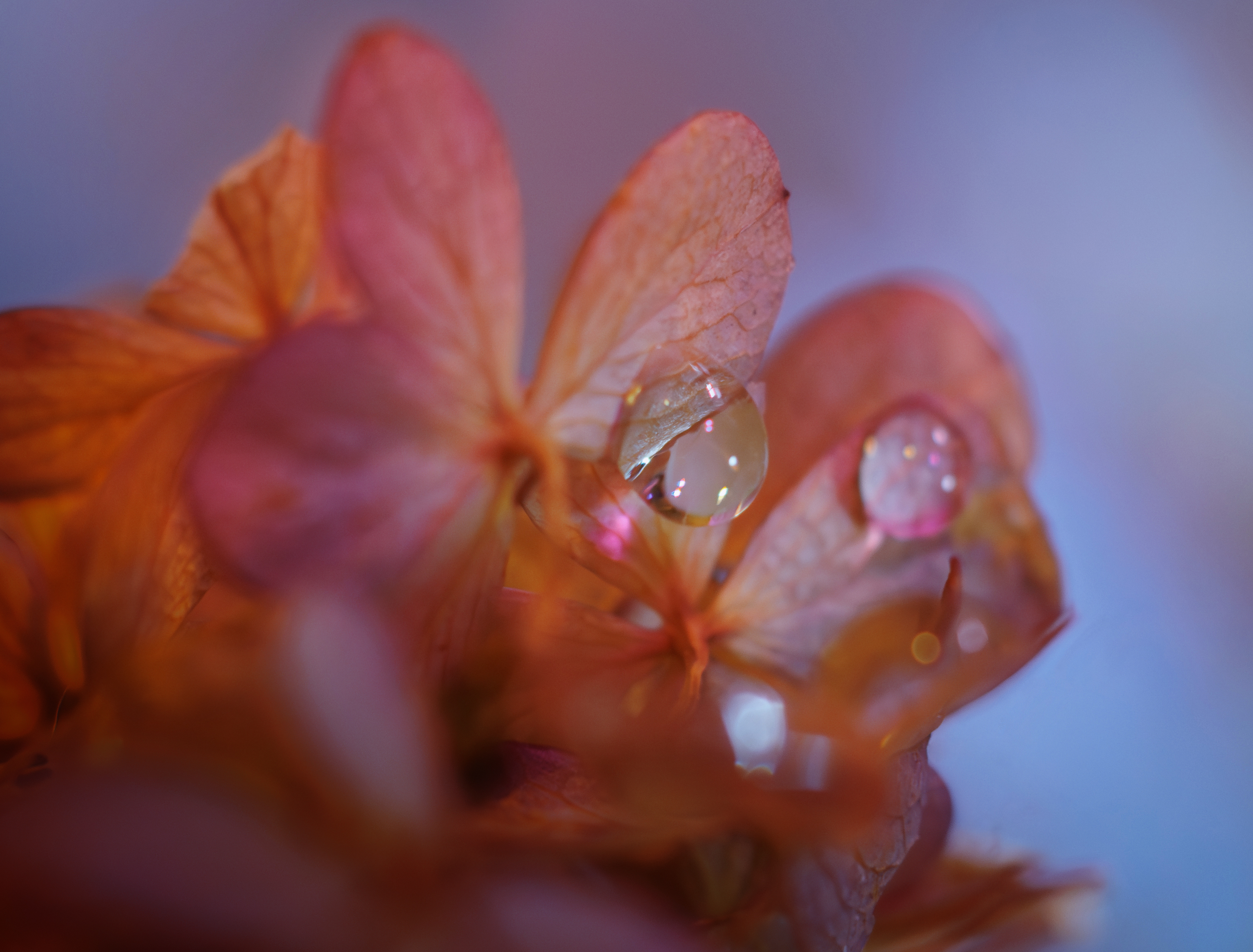 цветок гортензия капли отражение , Светлана Холодняк