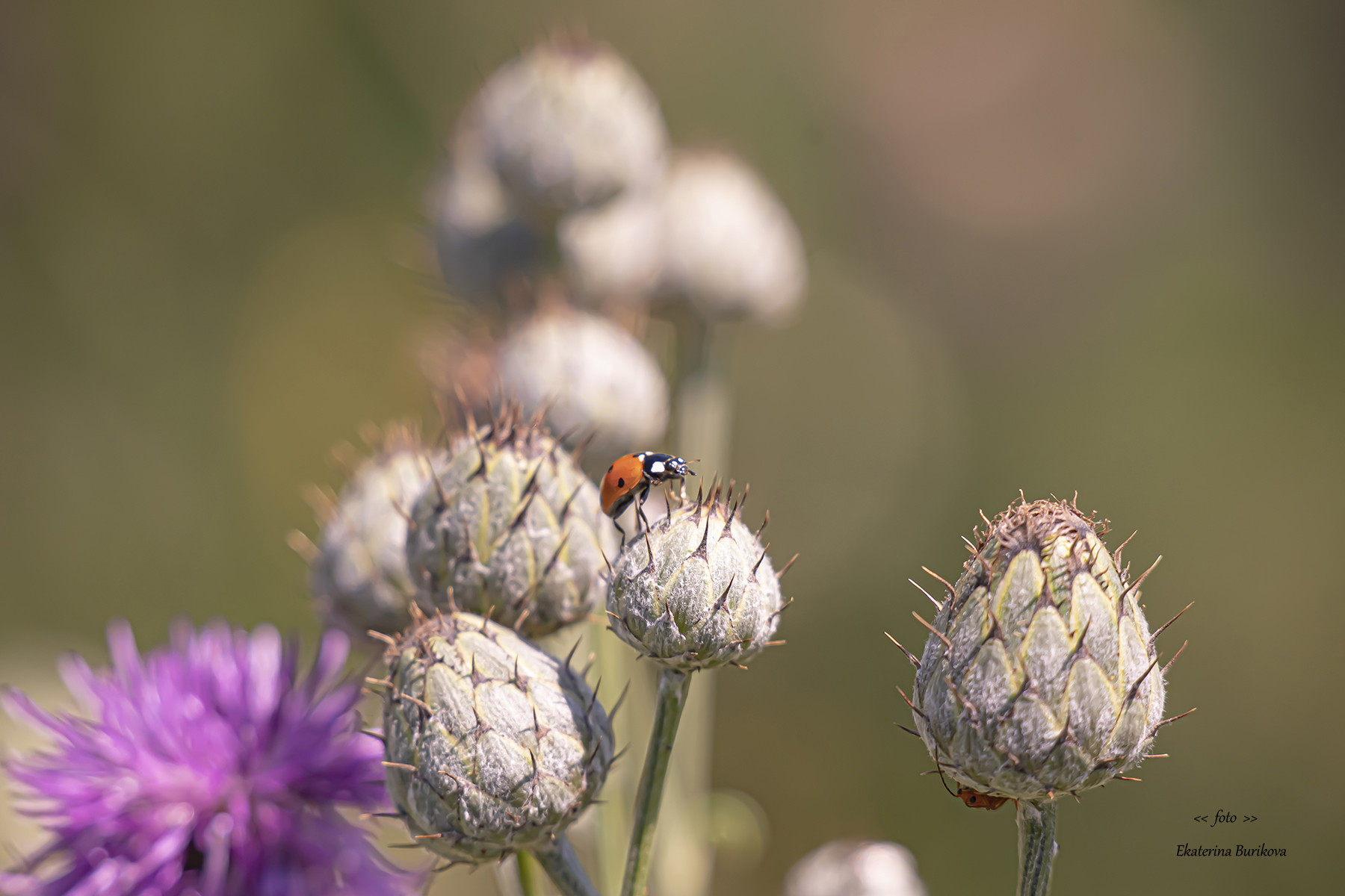 , Бурикова Екатерина