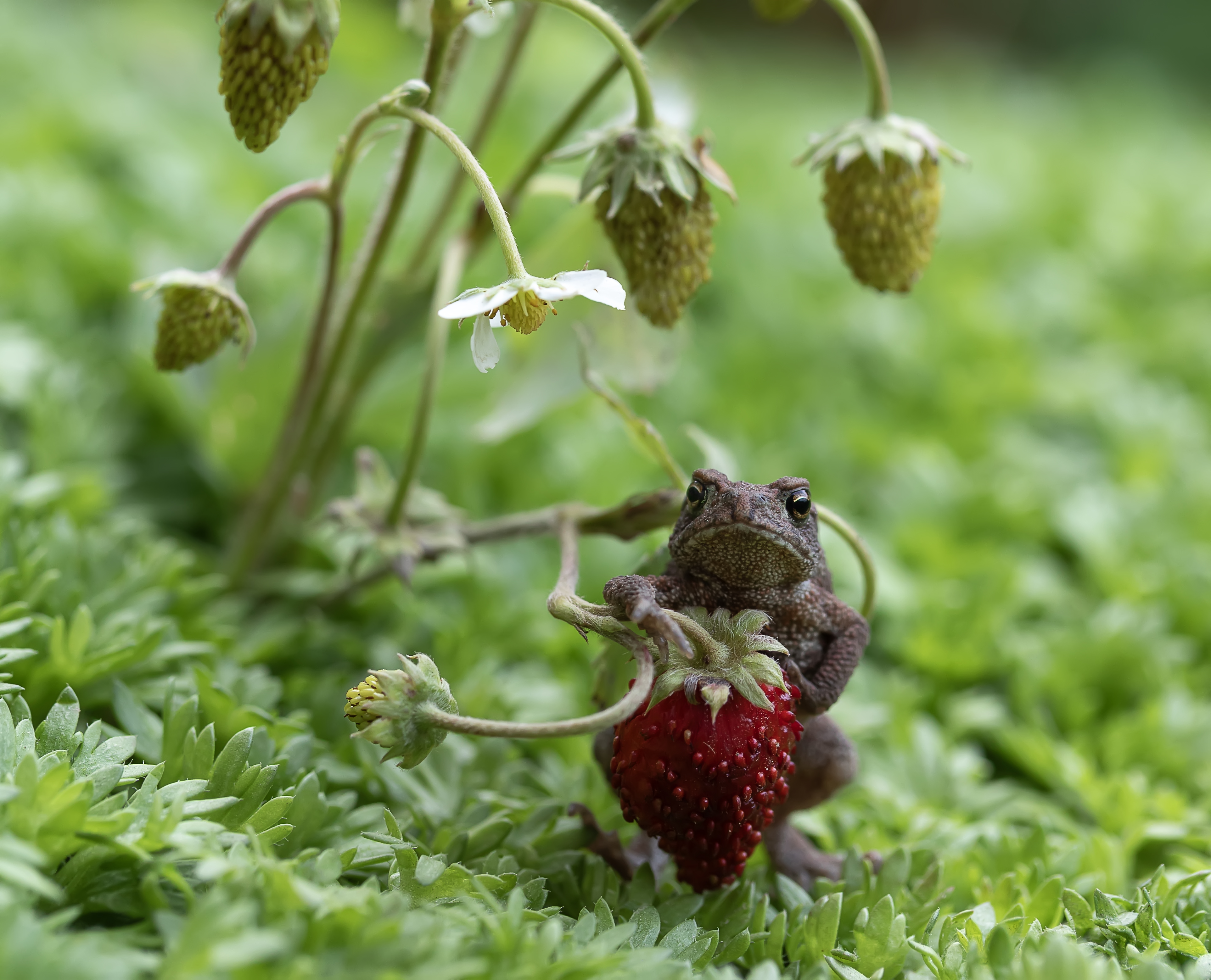 жаба, земляника, Татьяна Феденкова