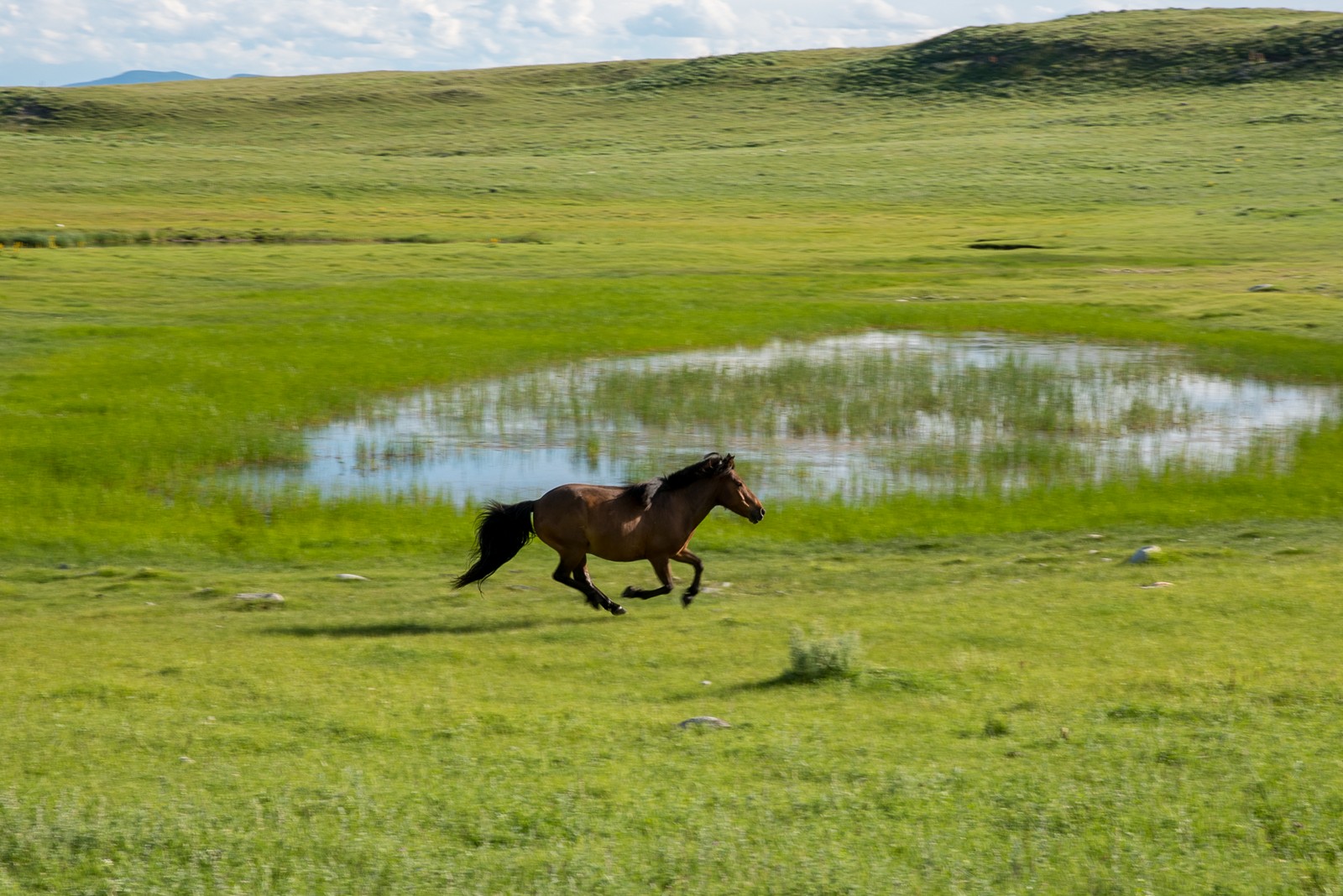 монголия, горы, лето, облака, озеро, горы, лошадь, Юрий Мальцев