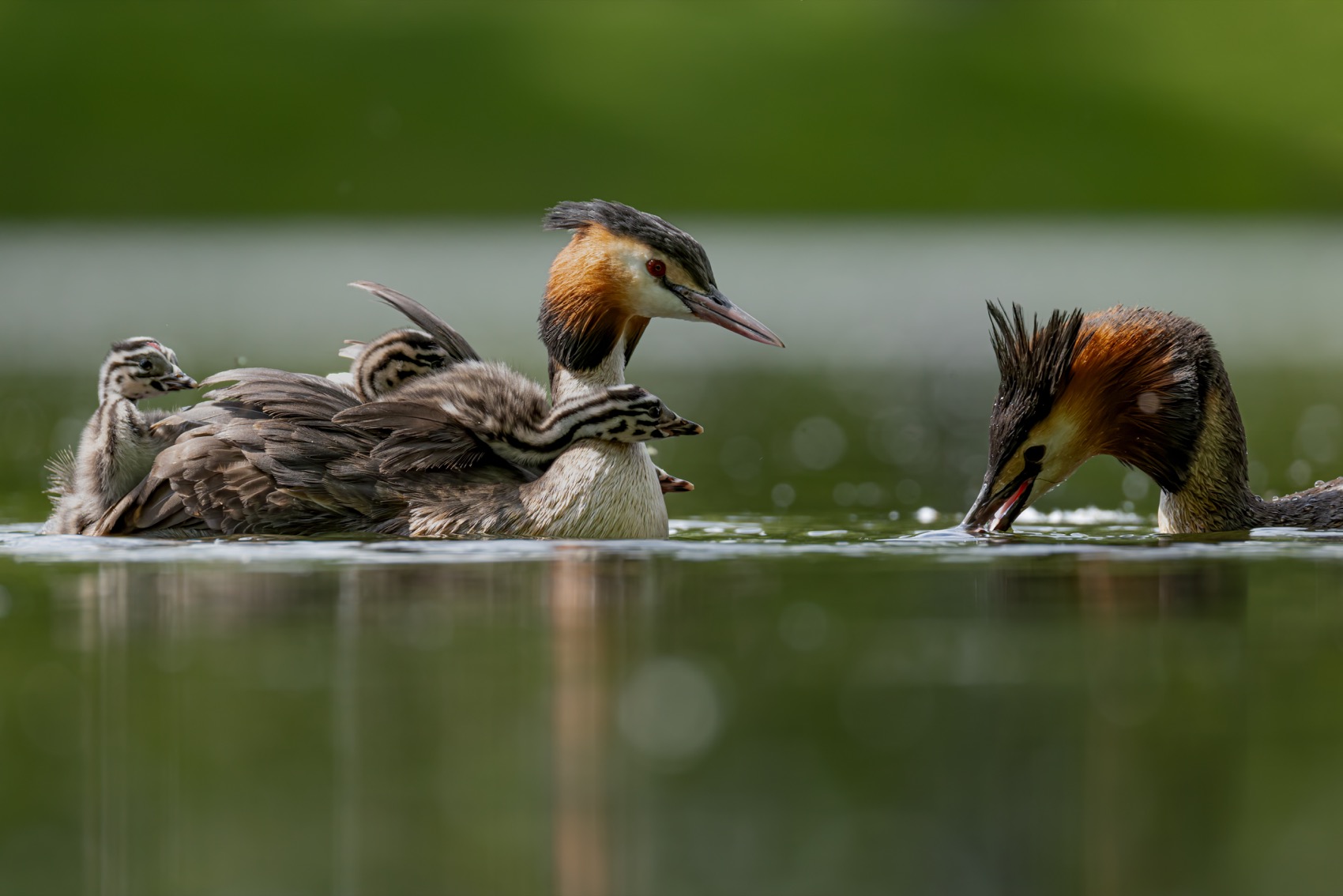 чомга, птицы, поганка, большая поганка, птенцы, Руслан Pl