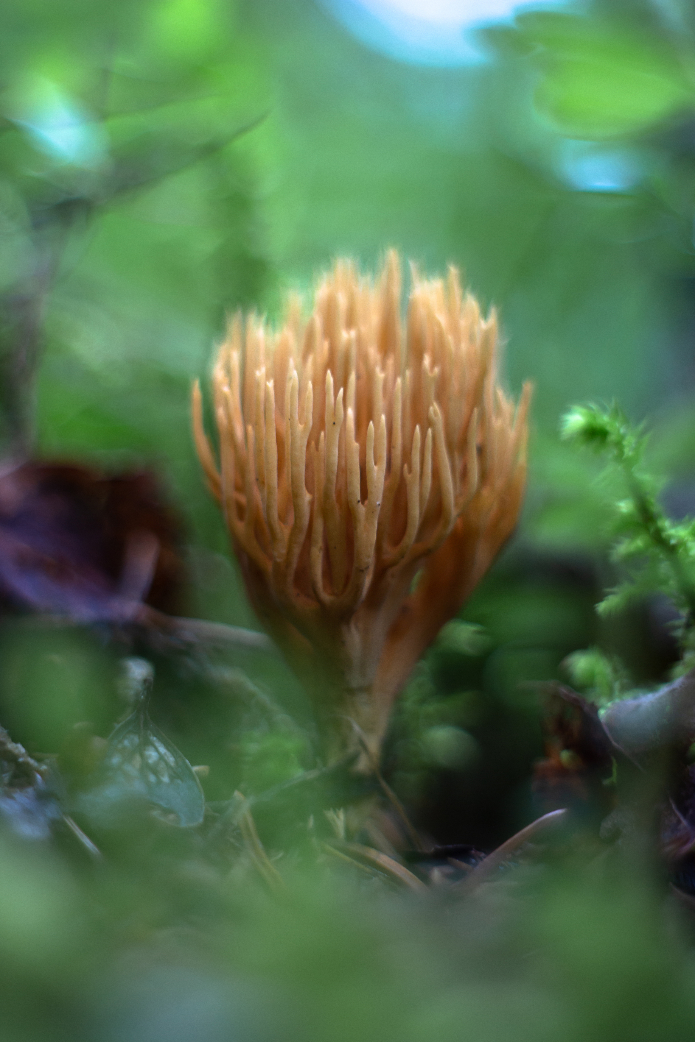 макро, боке, мануальная_оптика, bokeh, manual_lens, manuallens, pentacon, Обидина Мария