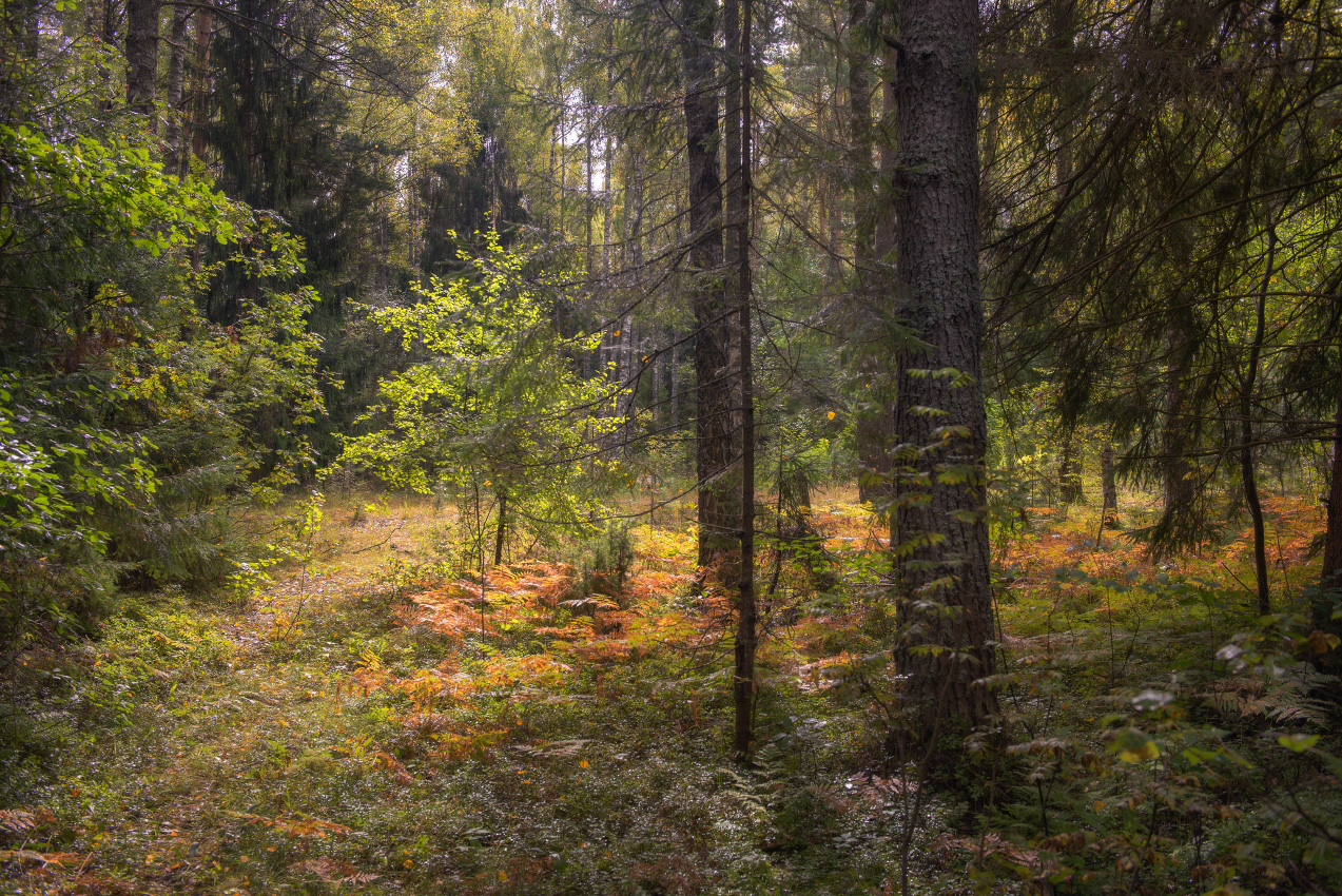 лес чаща тропинка свет вязниковский комары, Алексеев Дмитрий
