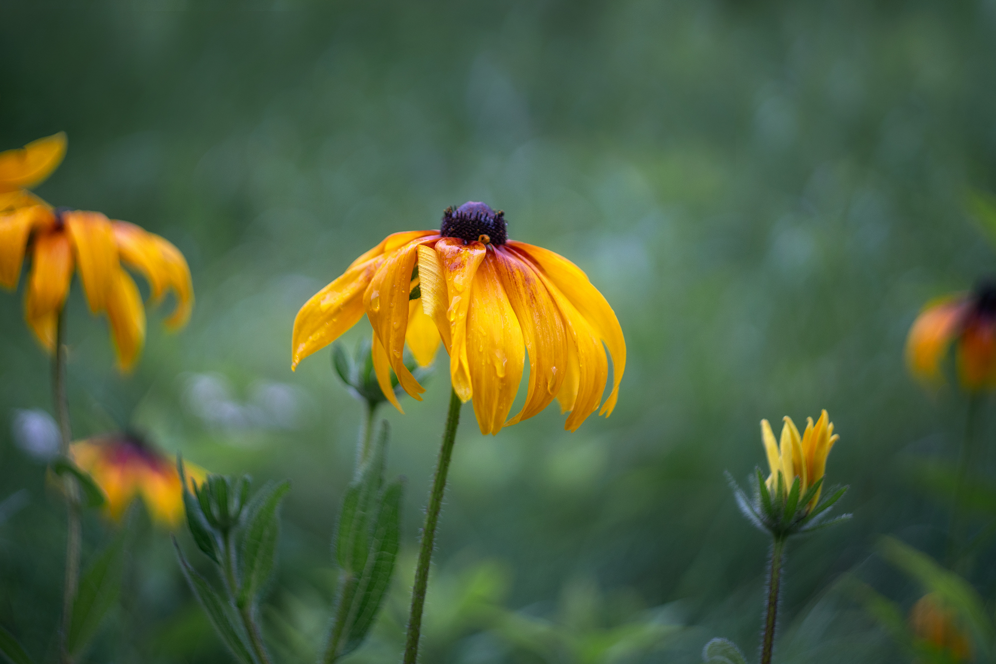 рудбекия, цветы, природа, флора, гелиос, Завьялова Людмила