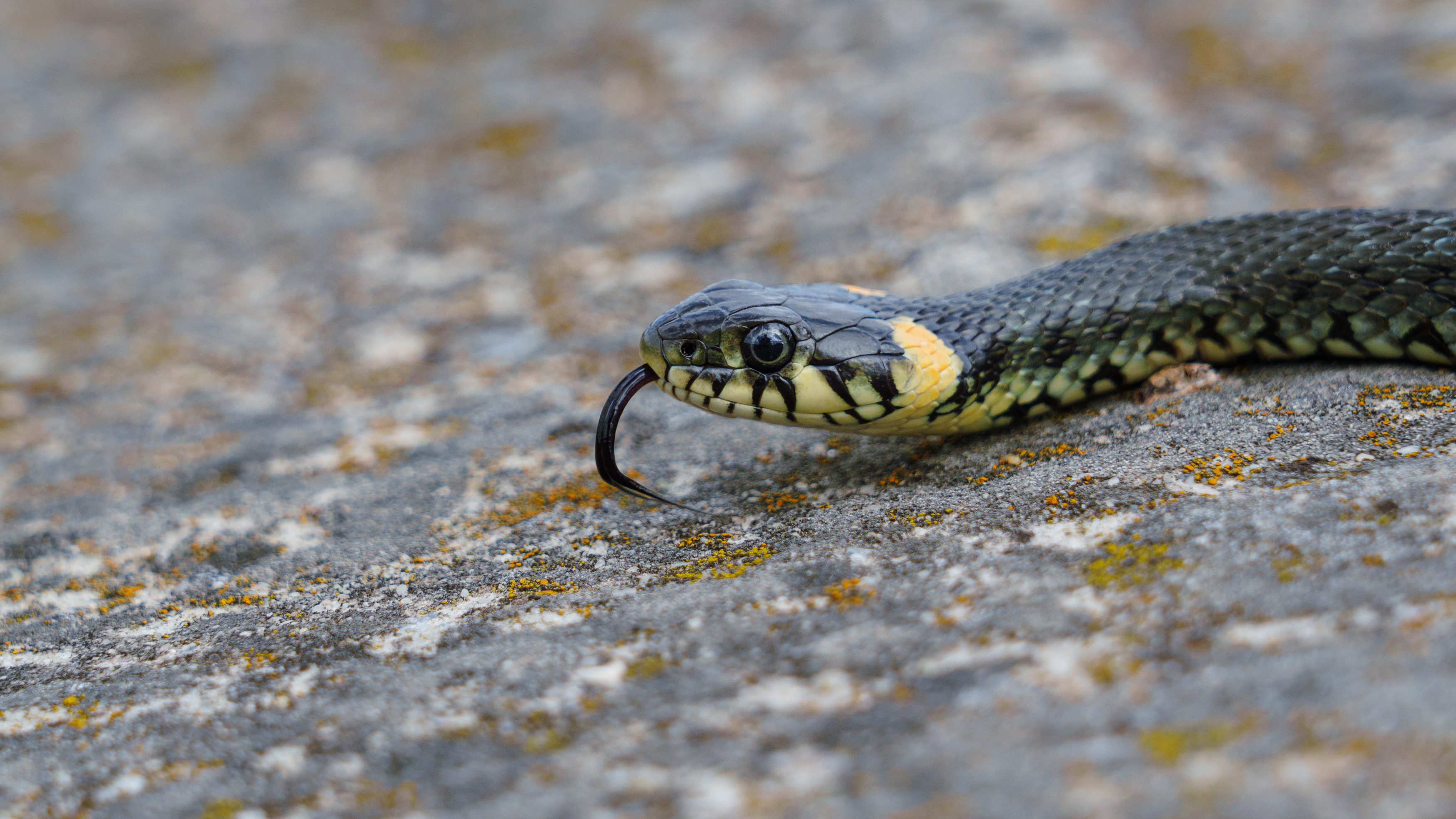 , Вертиков Юрий