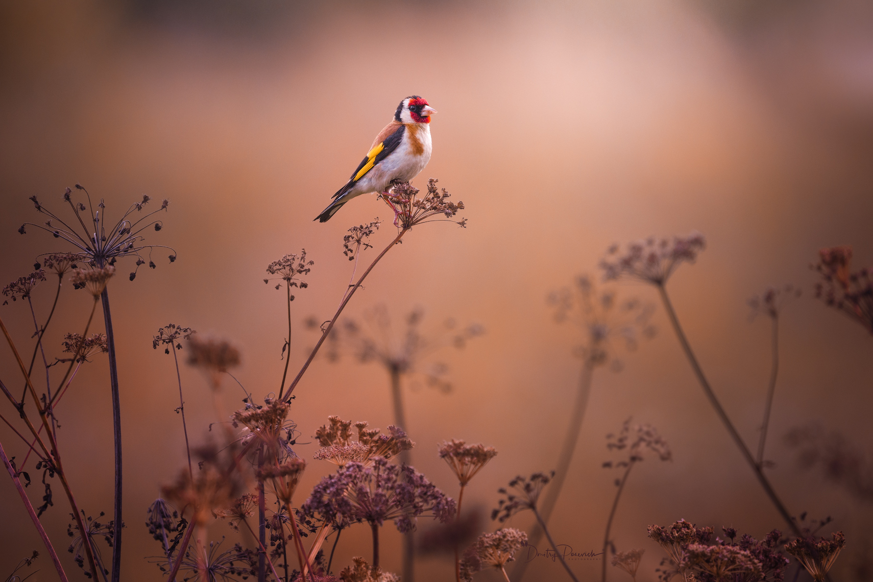 природа, лес, поля, огороды, животные, птицы, макро, Дмитрий Посевич