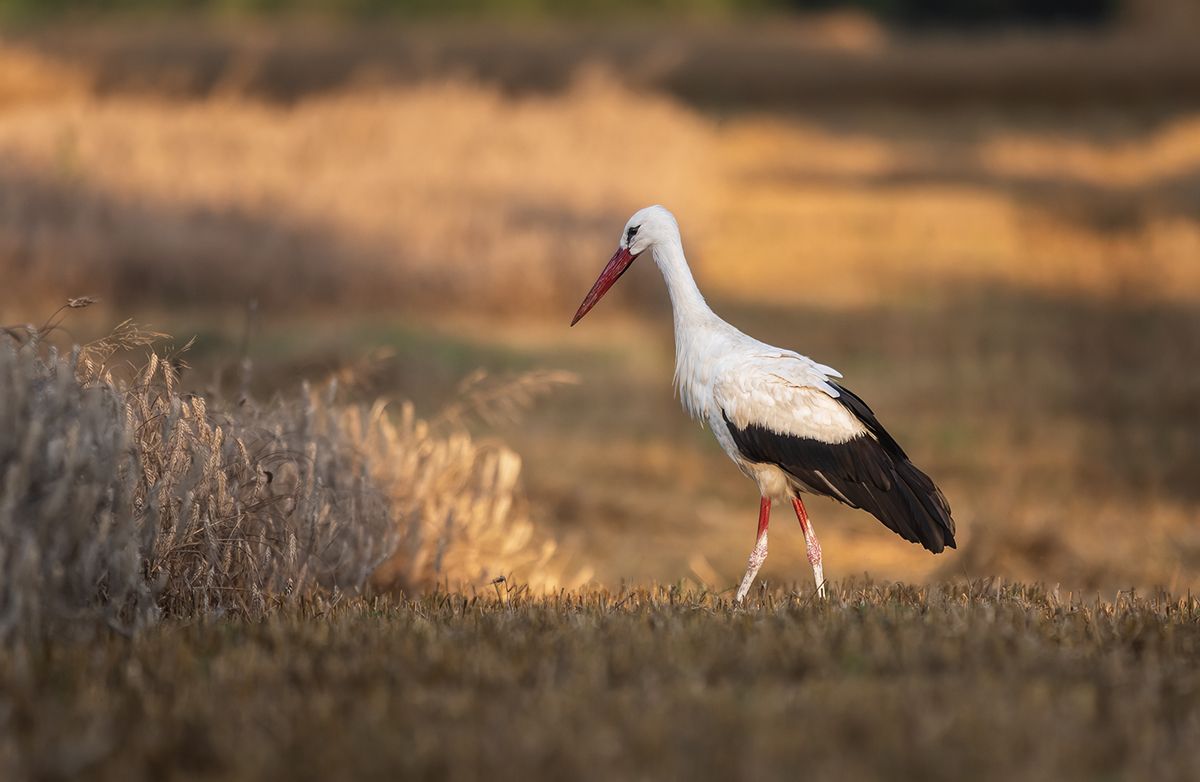 , Sławek Przybylski