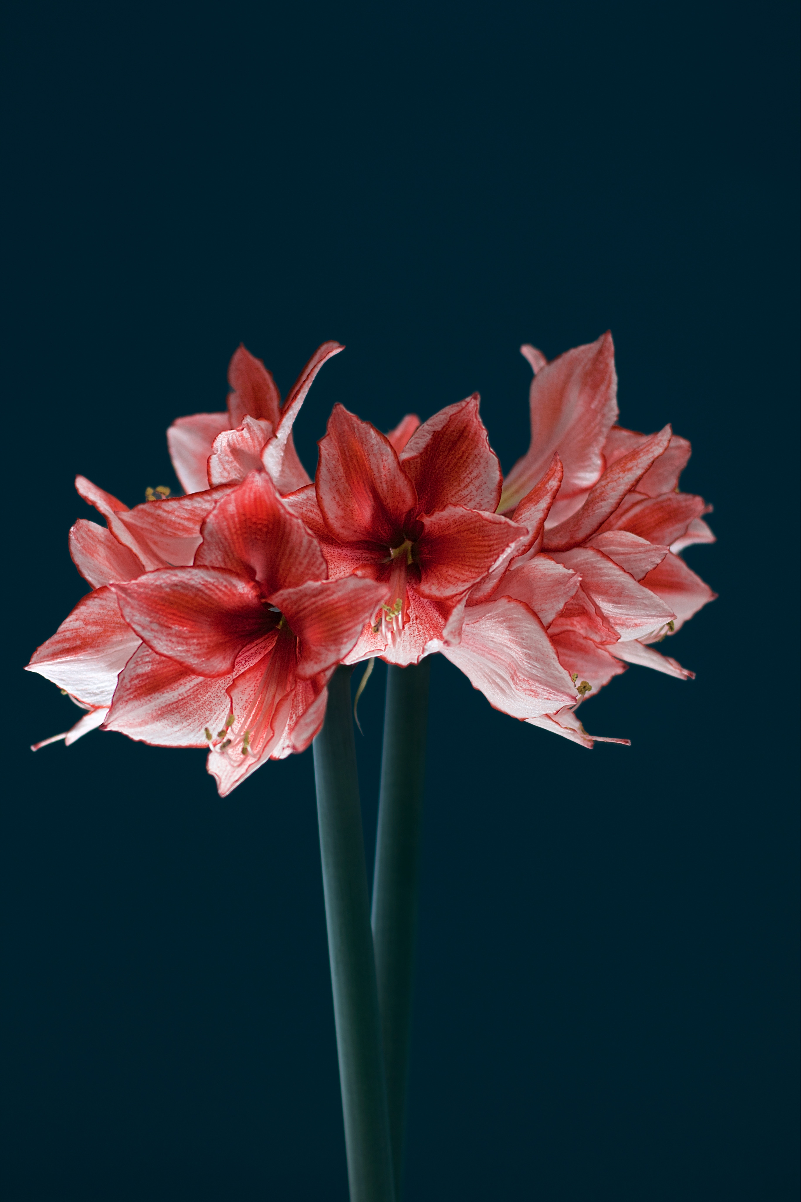 , Орлова Ксения