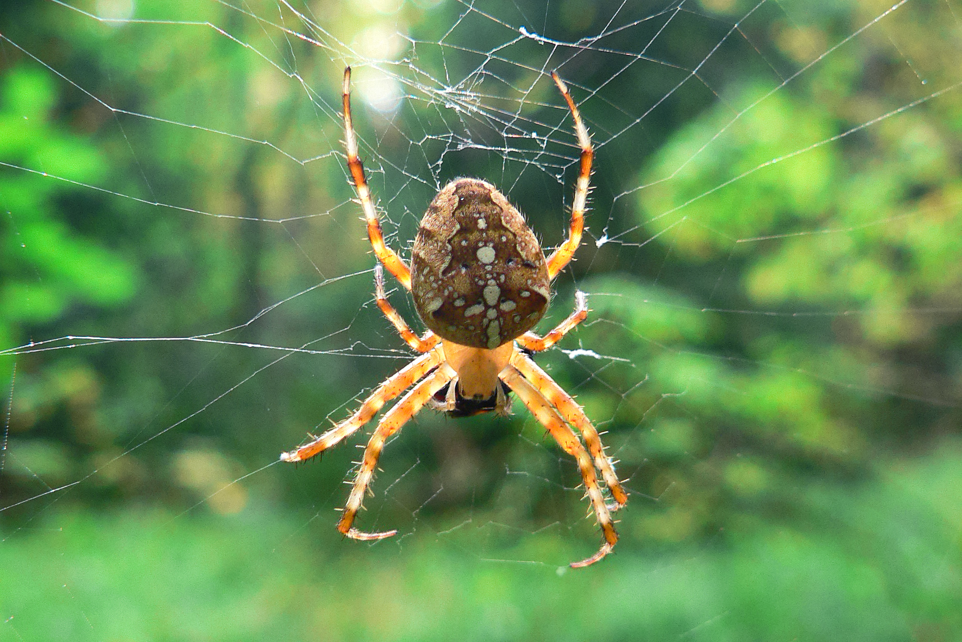 паук, обыкновенный крестовик, araneus diadematus, КарОл