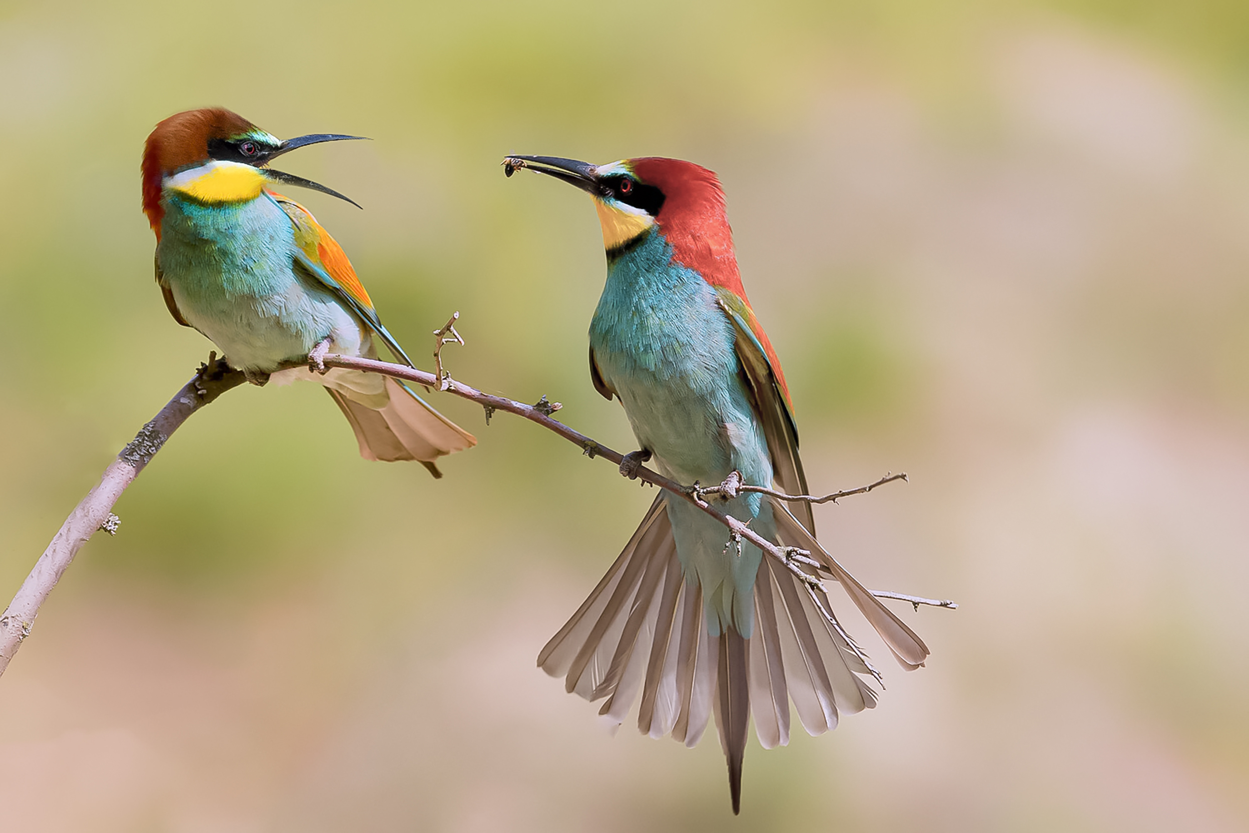 природа, Валерий Черняк