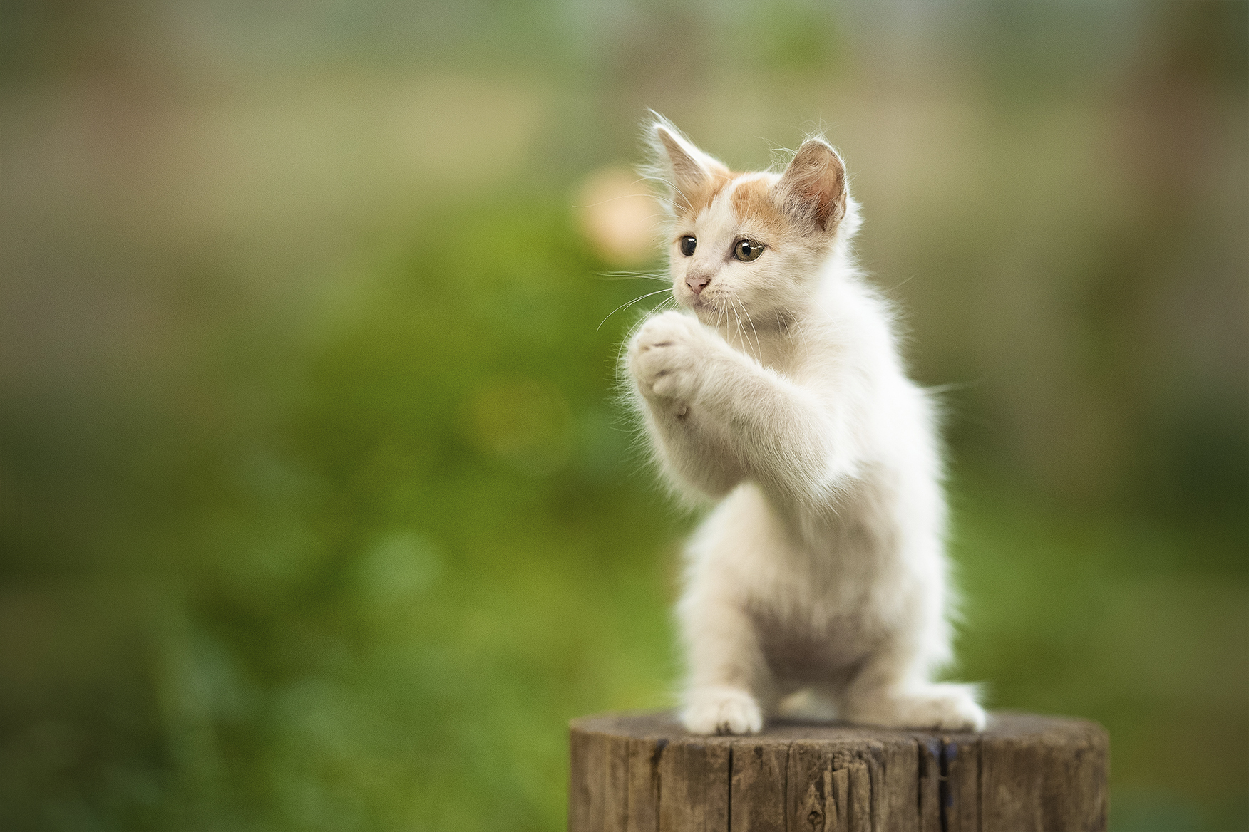 , Коротун Юрий