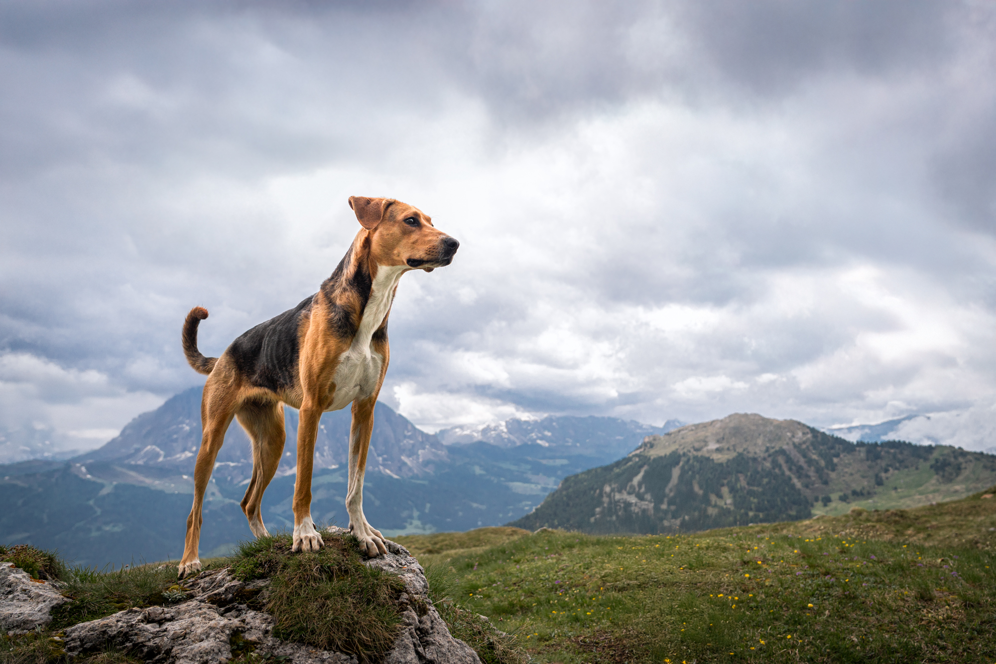 , Krisztián Csalami