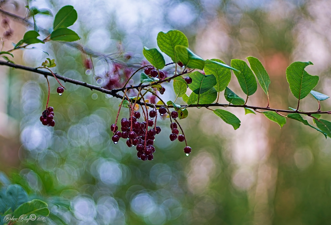 , Орлов Олег