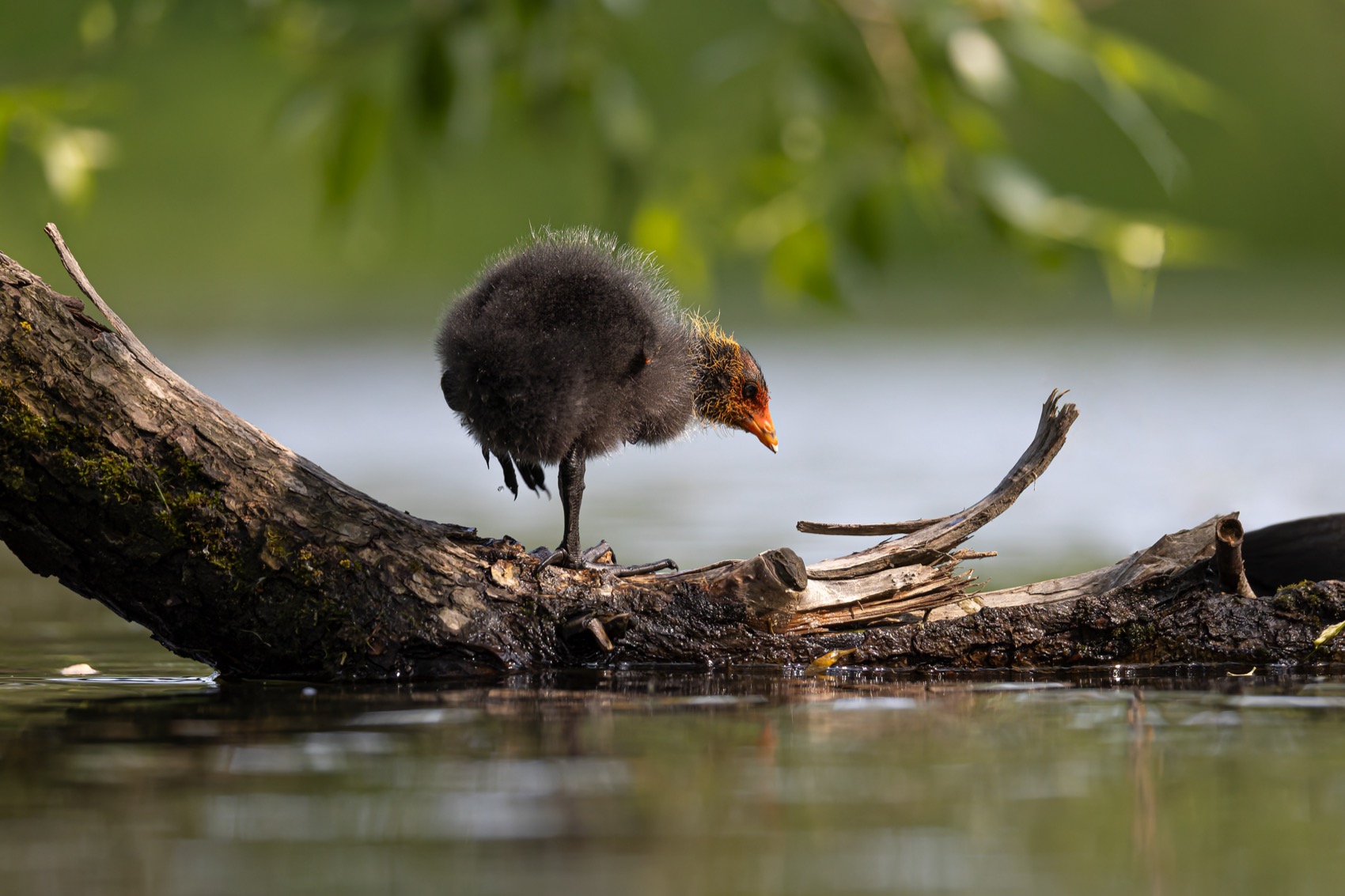 птицы, лысуха, птенец, лысенок, лысята, Руслан Pl