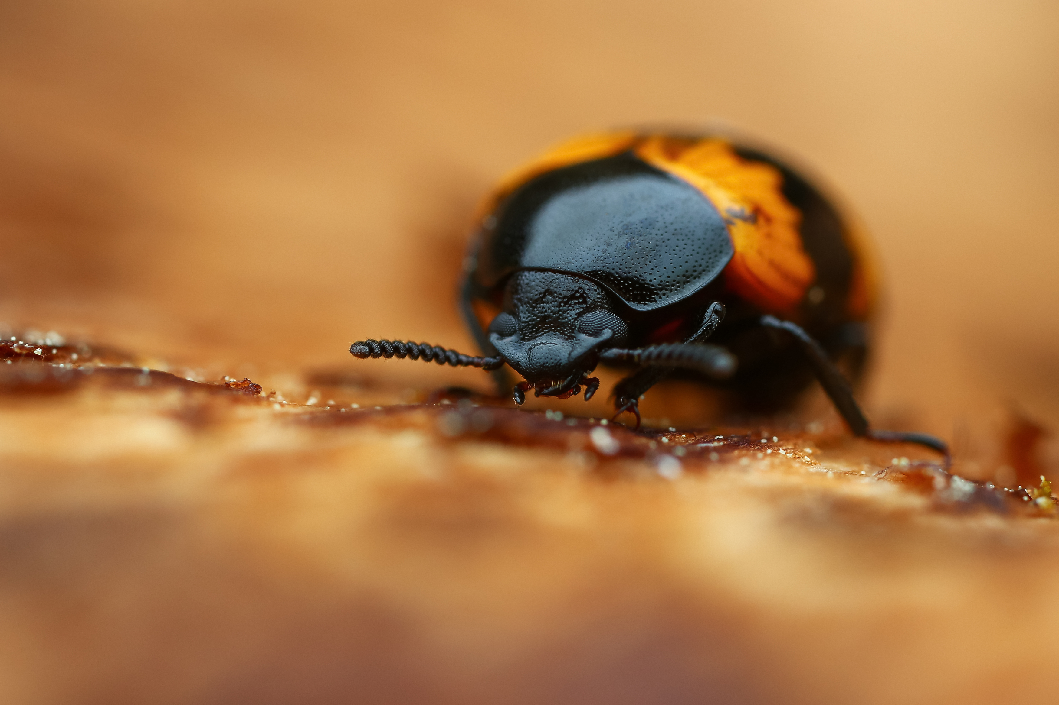 макро, природа, животное, растение, цвет, фото, коричневый, жук, Шаповалов Андрей