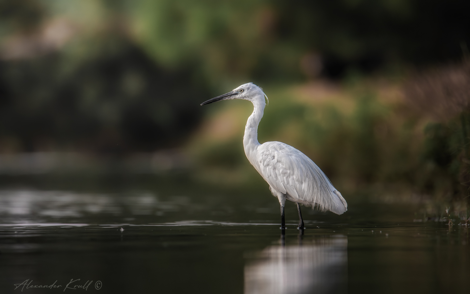 цапля, малая белая цапля, egretta garzetta, Круль Александр