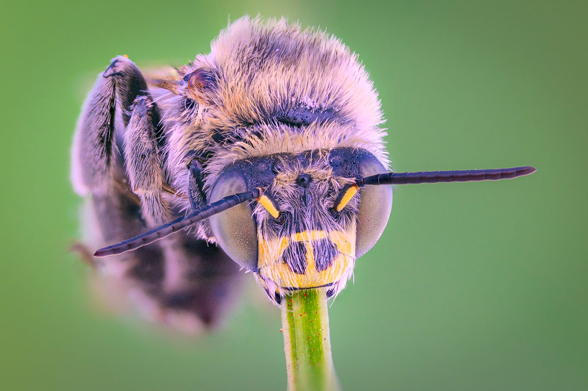, Сергей Брагин