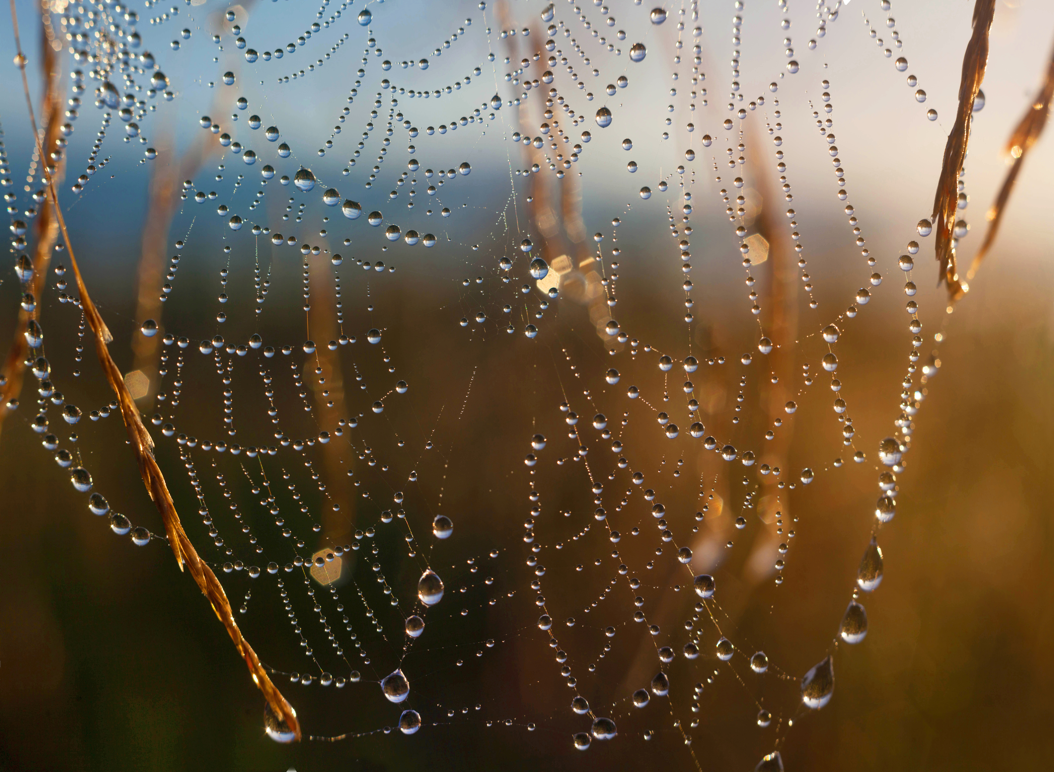 роса , утро, паутинка, Свистков Александр