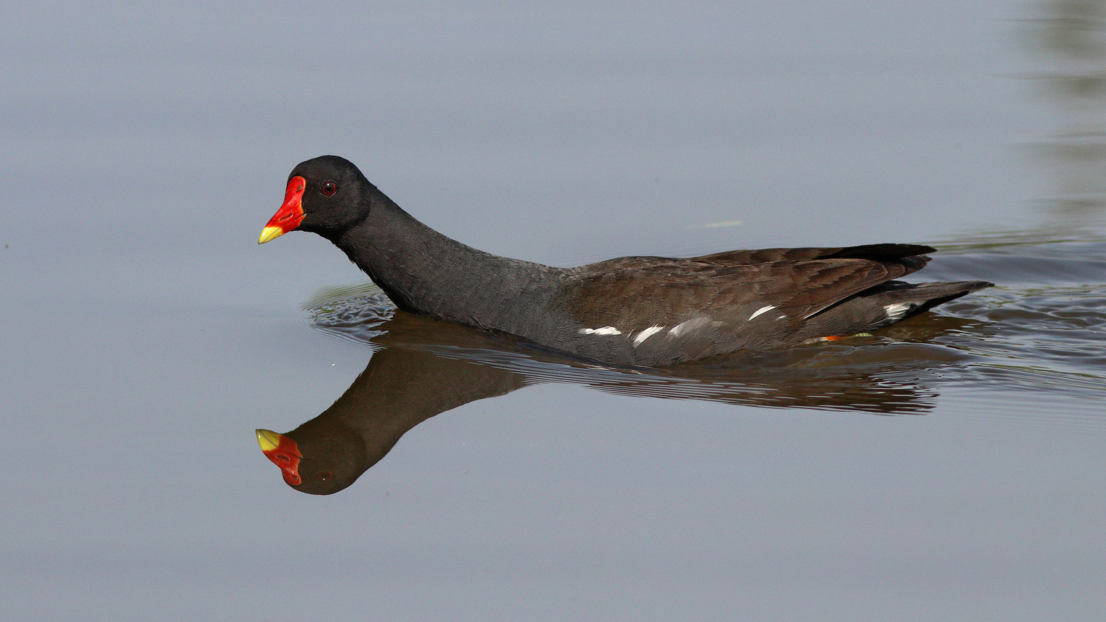 камышница, водяная курочка, gallinula chloropus, common moorhen, Бондаренко Георгий