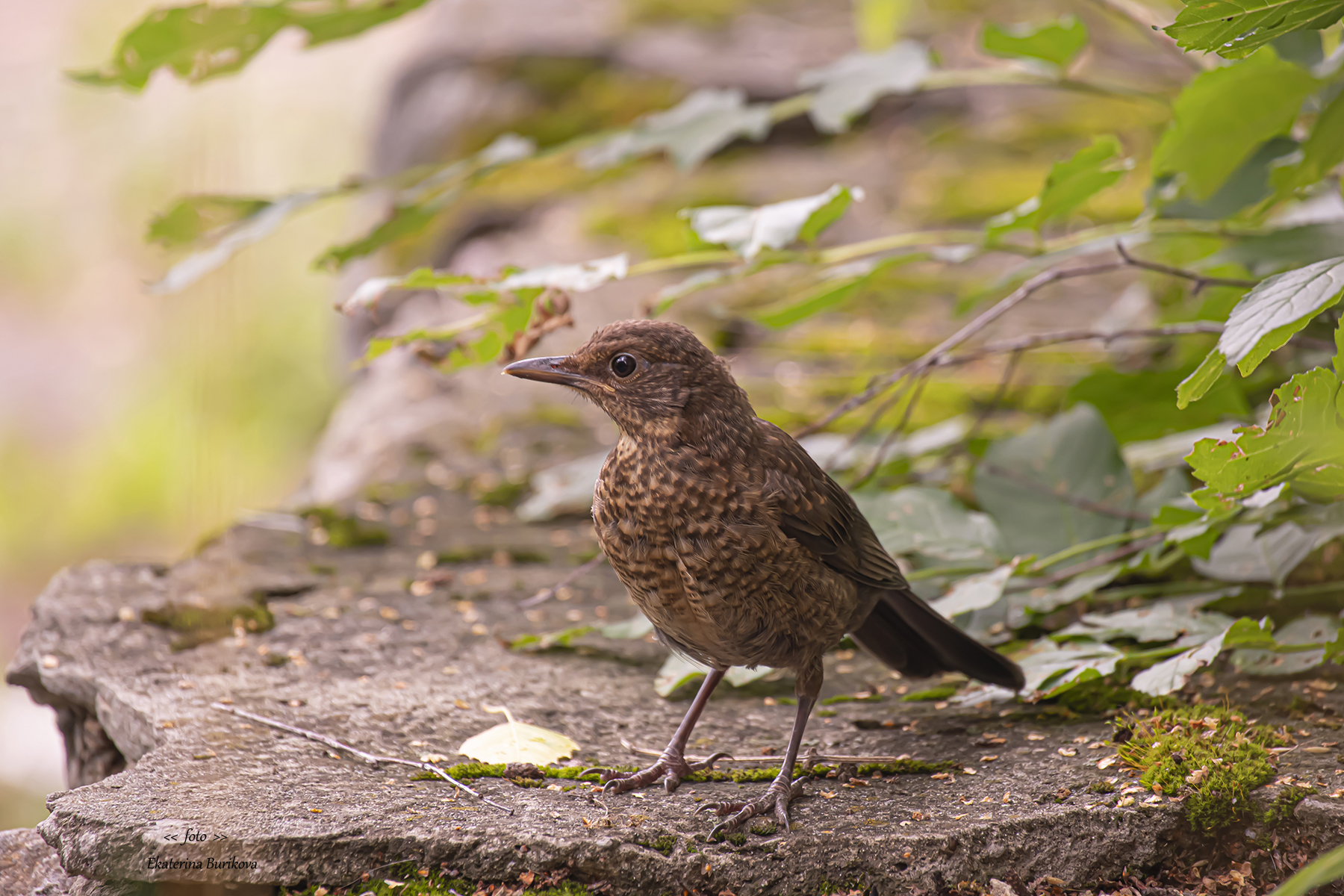 , Бурикова Екатерина