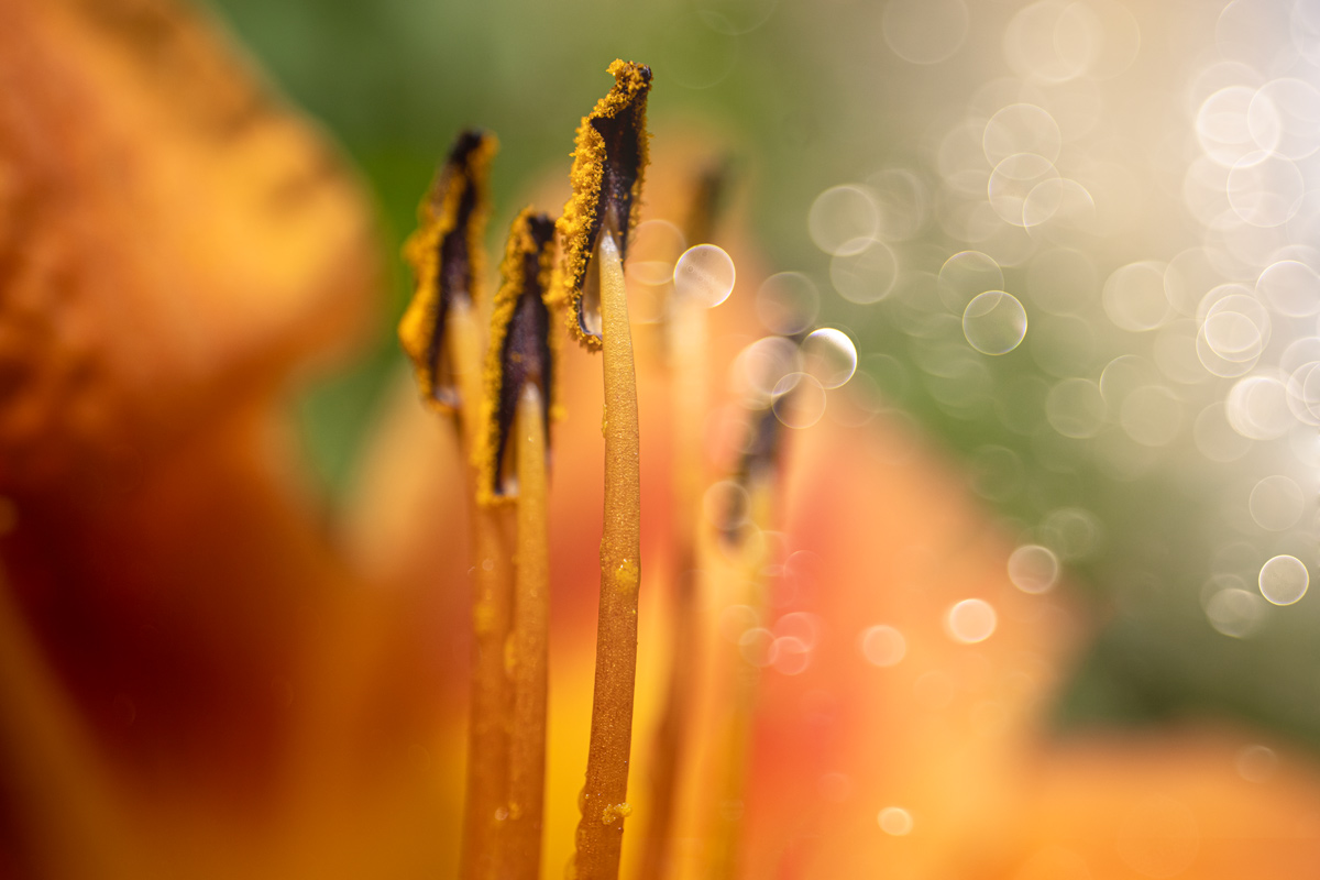 , Копцев Игорь