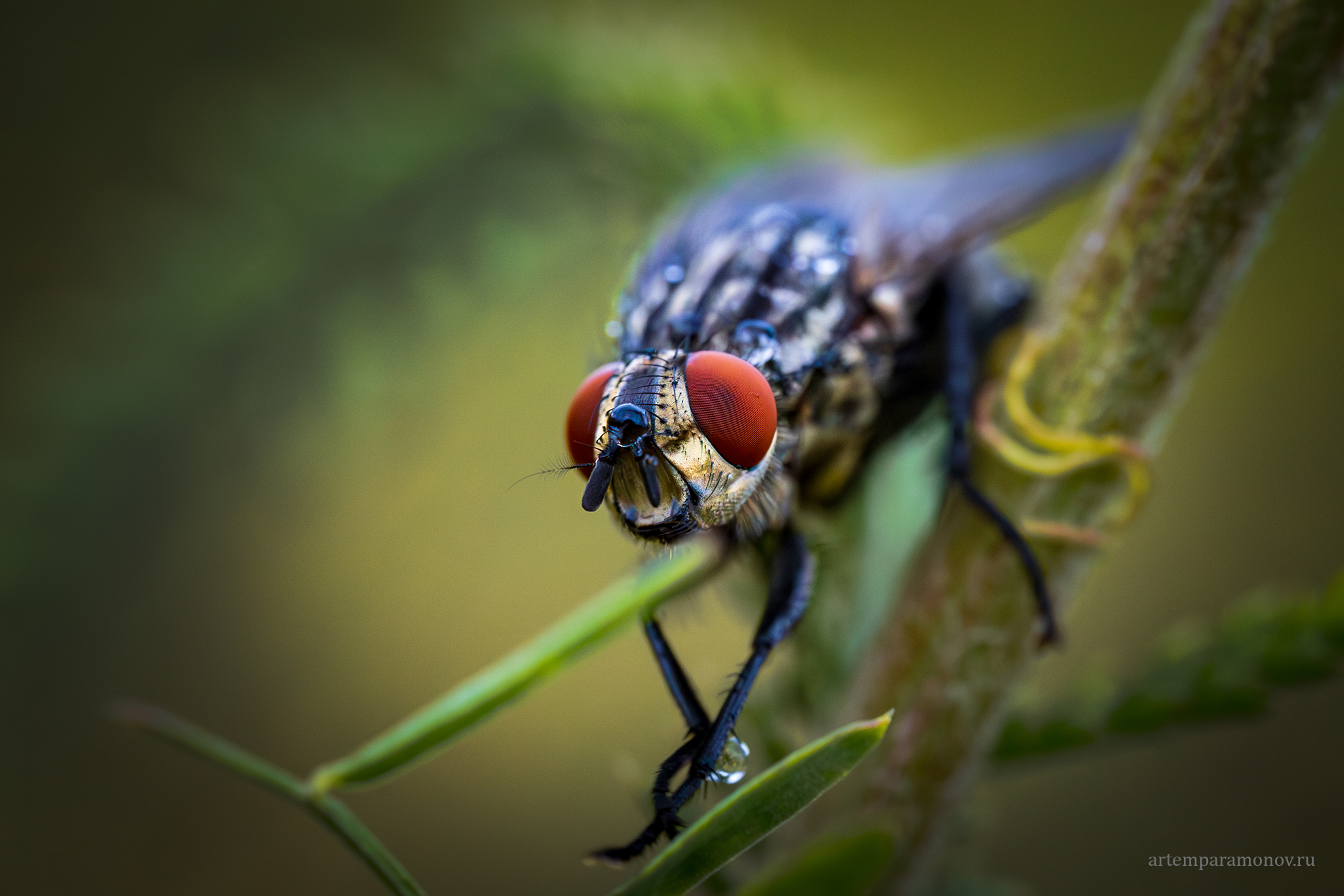 , Артём Парамонов