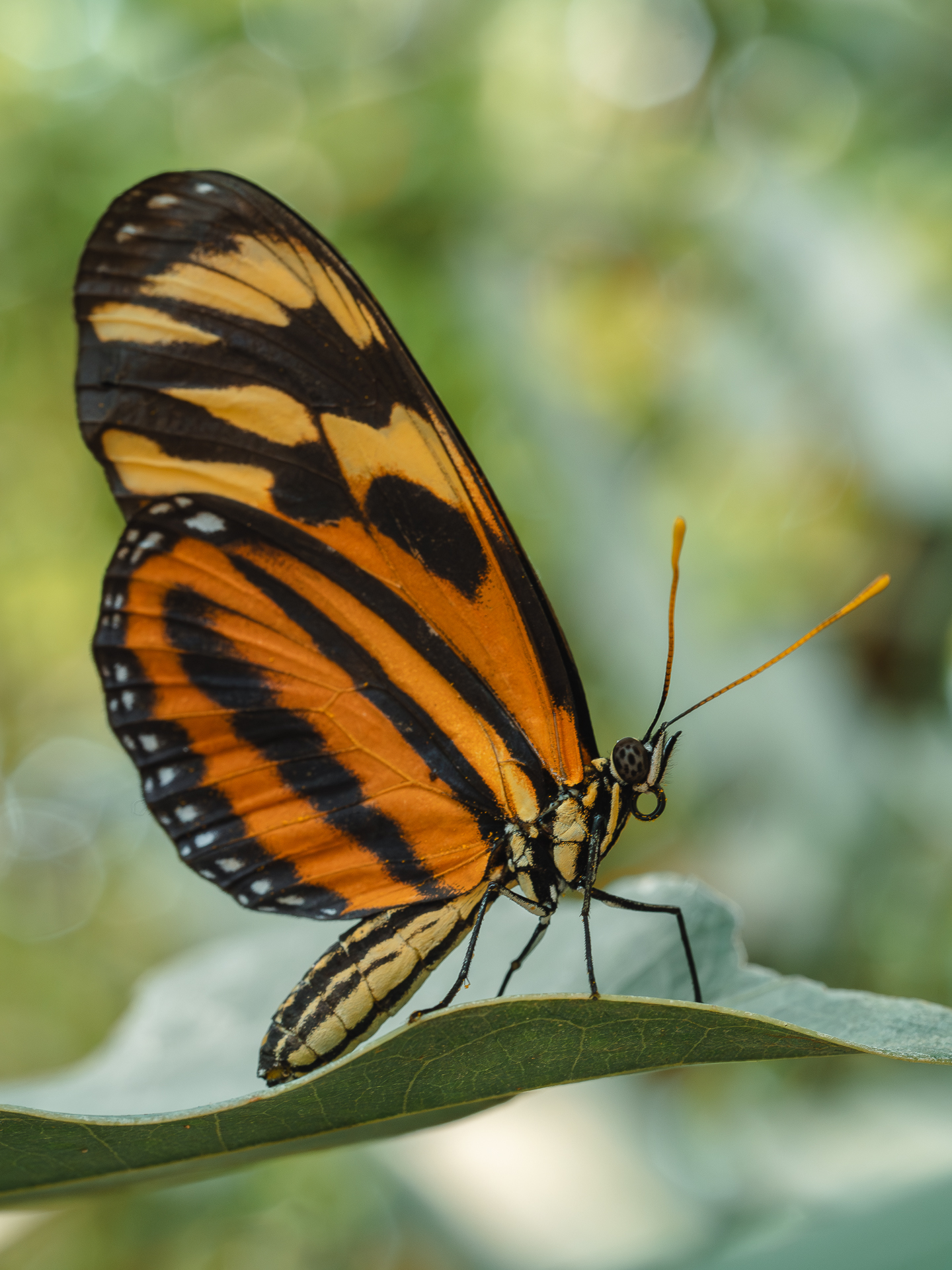 , Ирина Протченко