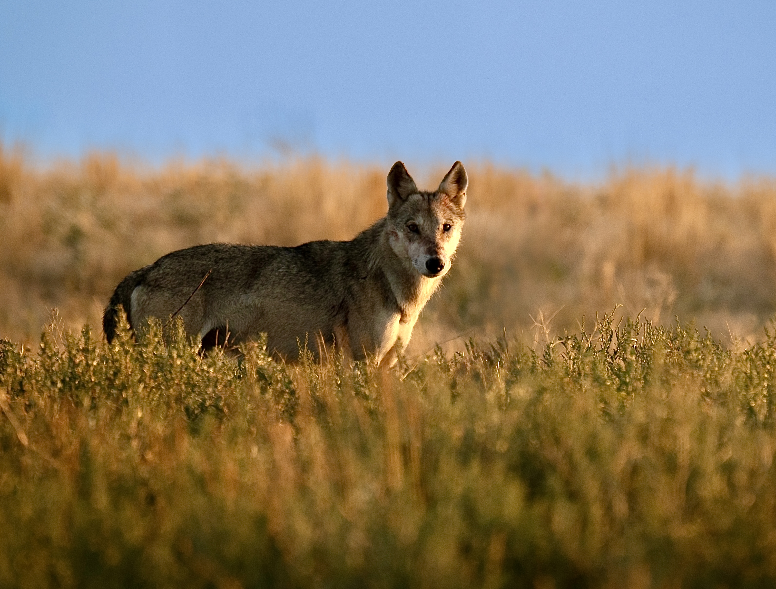 , Владимир Цветов