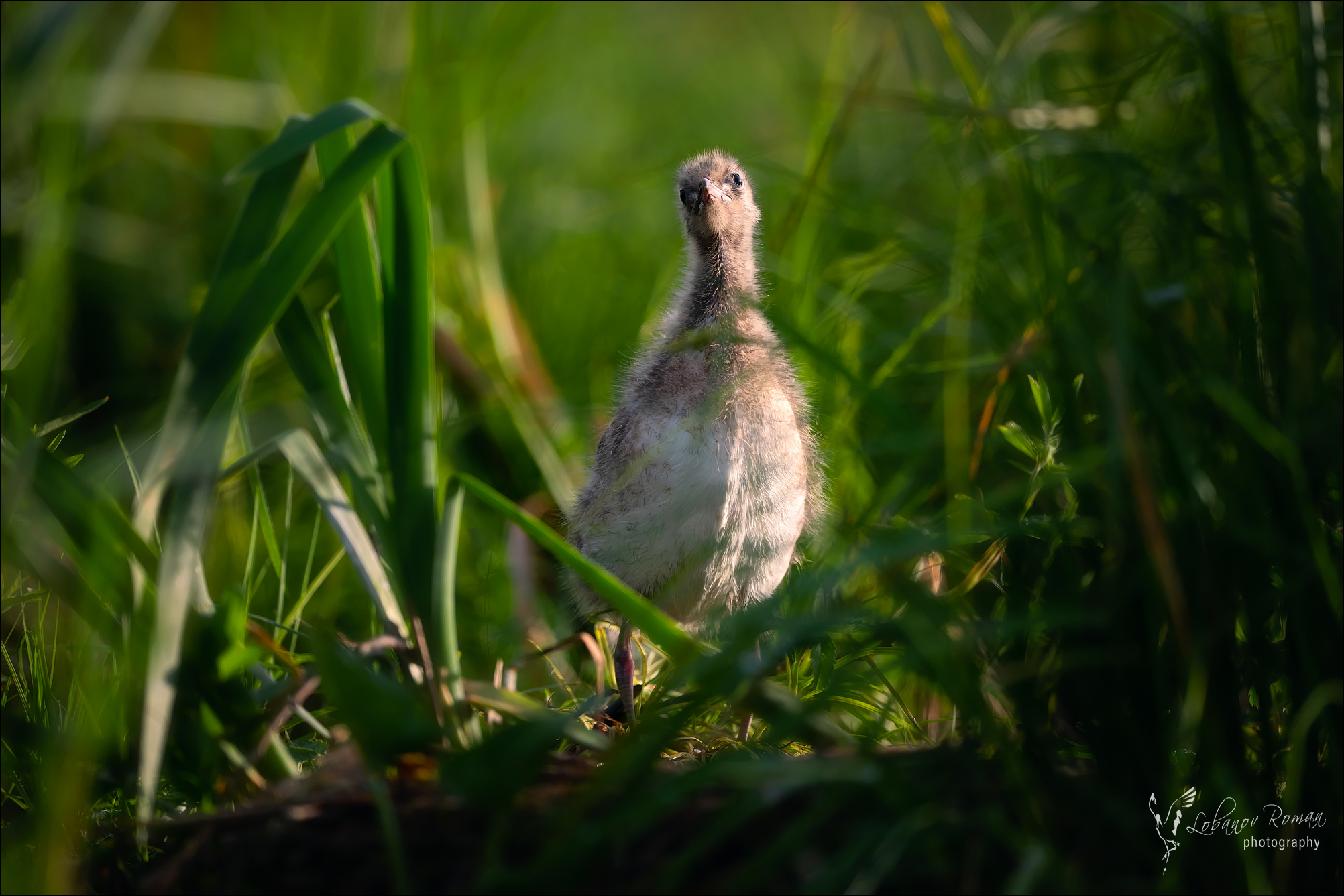 , Лобанов Роман