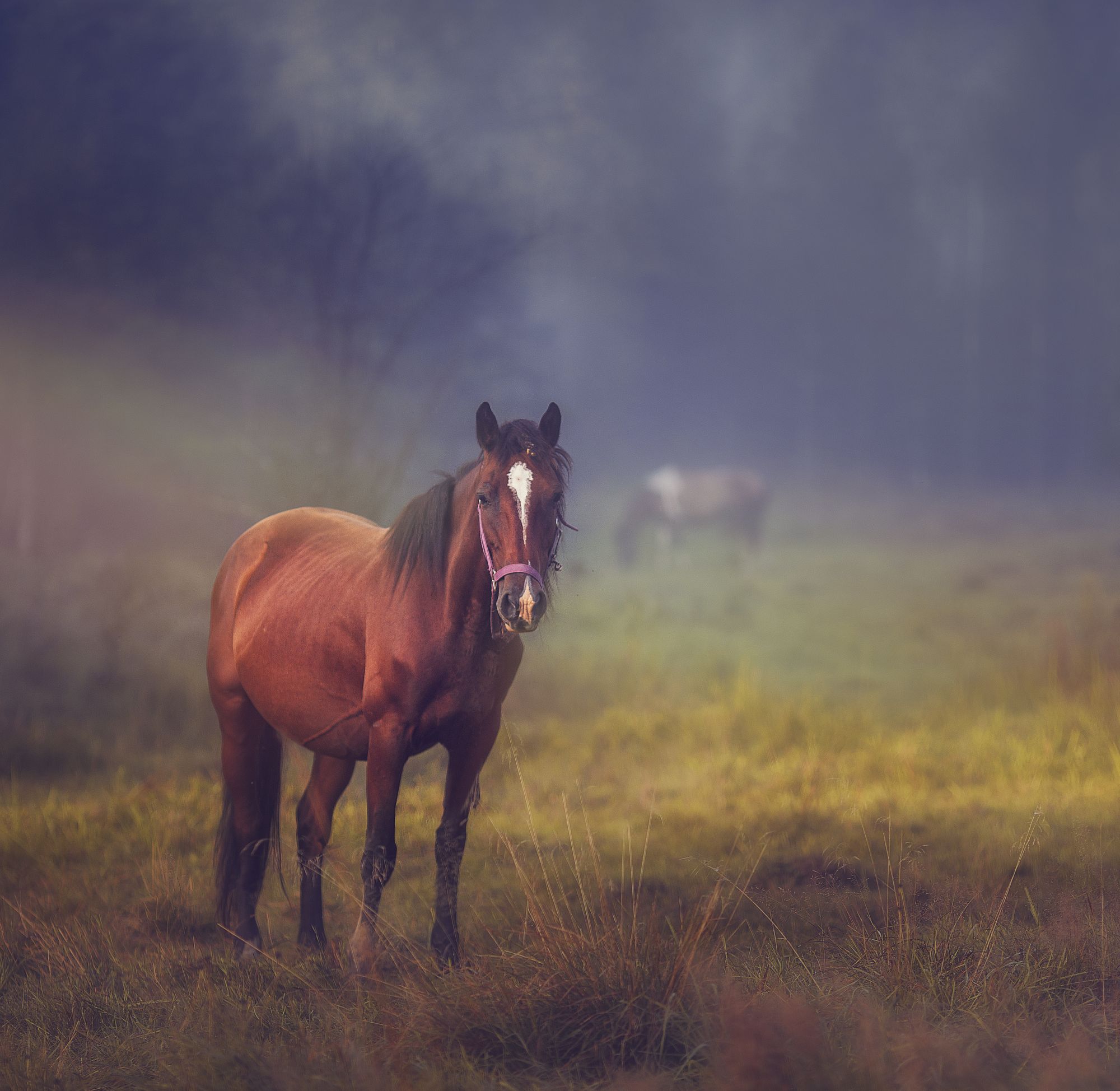 , Художников-Сухоребриков Павел