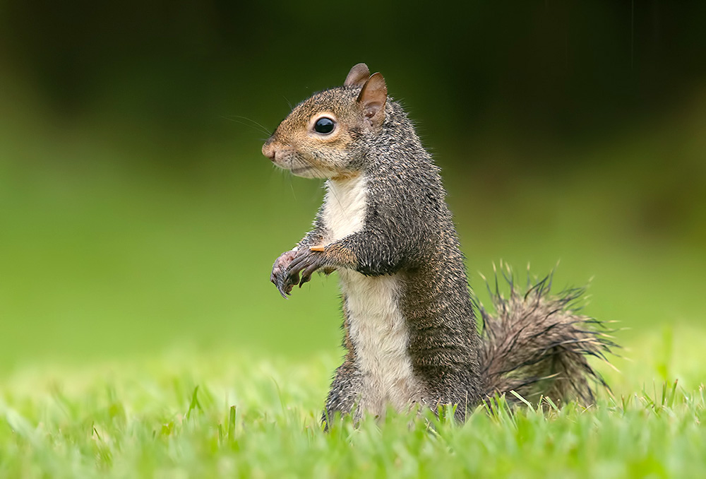 белка, squirrel, gray squirrel, каролинская белка, животные, animals,  дикие животные, Etkind Elizabeth