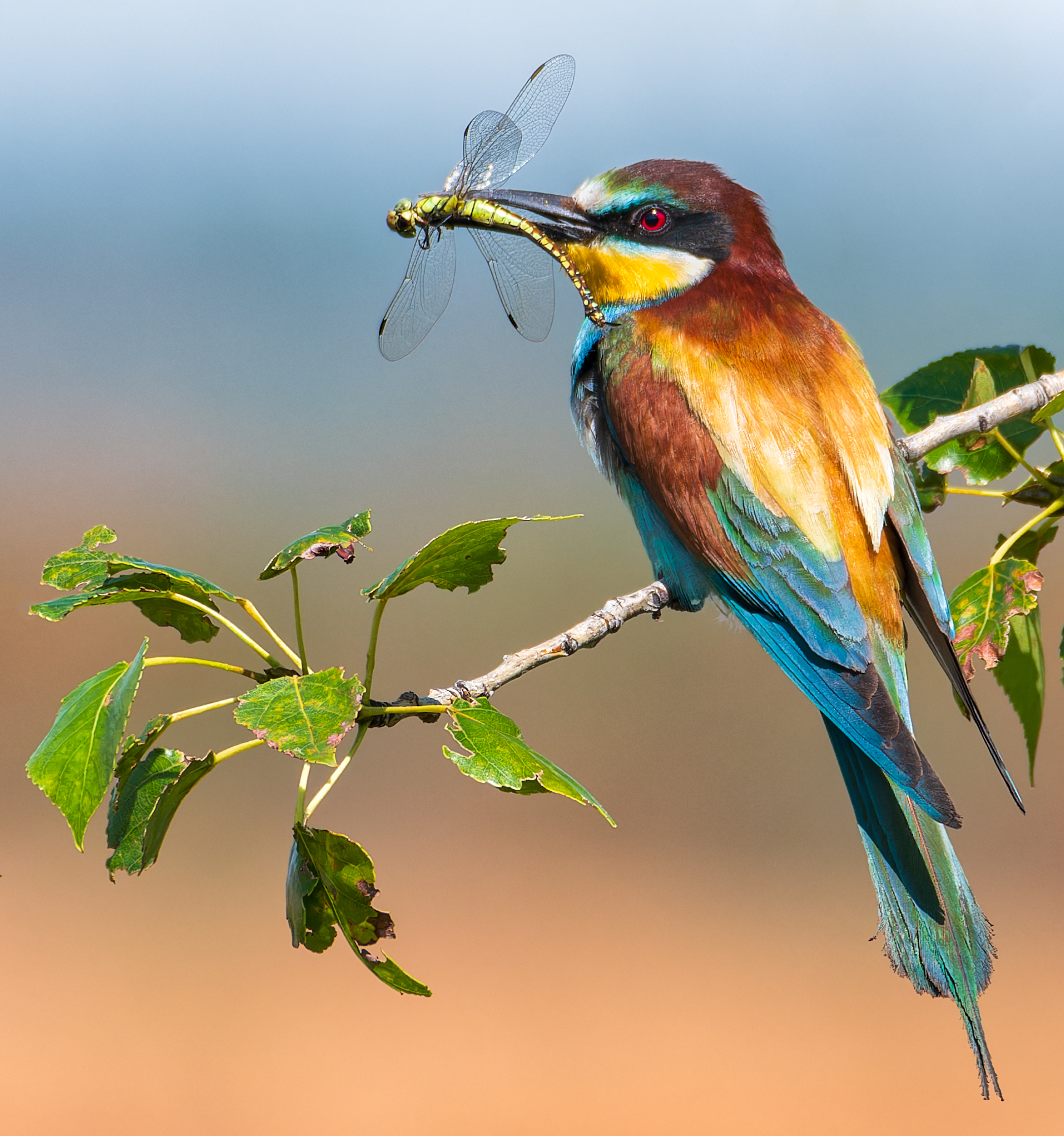 , Фото Александр