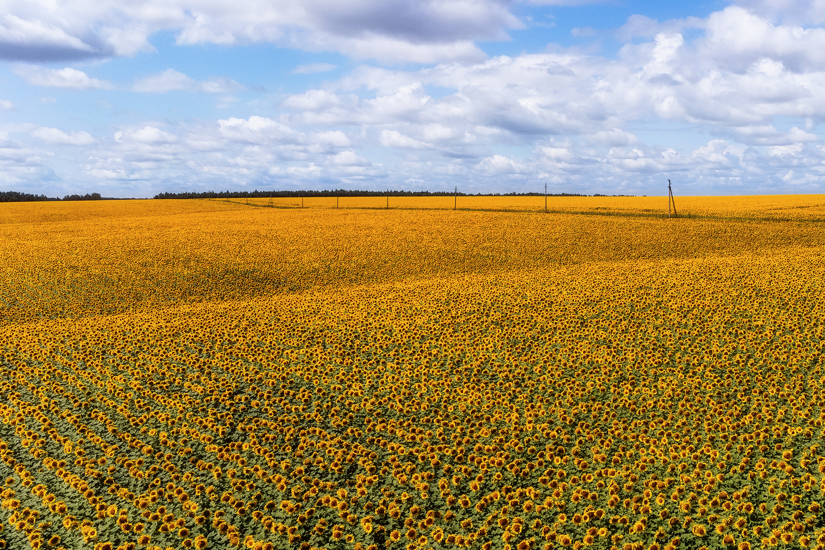 подсолнухи, природа, пейзаж, поля, золото, подсолнечник, Мартыненко Дмитрий