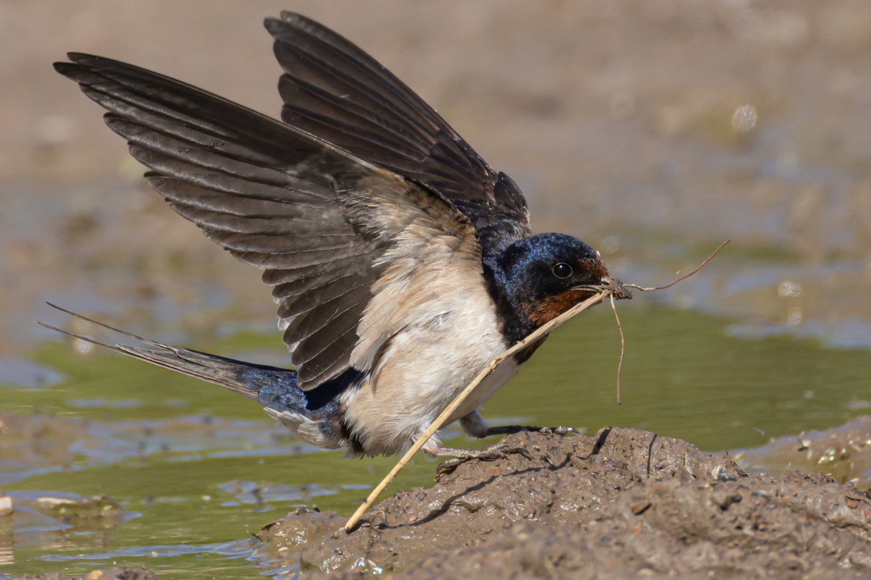 деревенская ласточка, ласточка, птицы, Руслан Pl