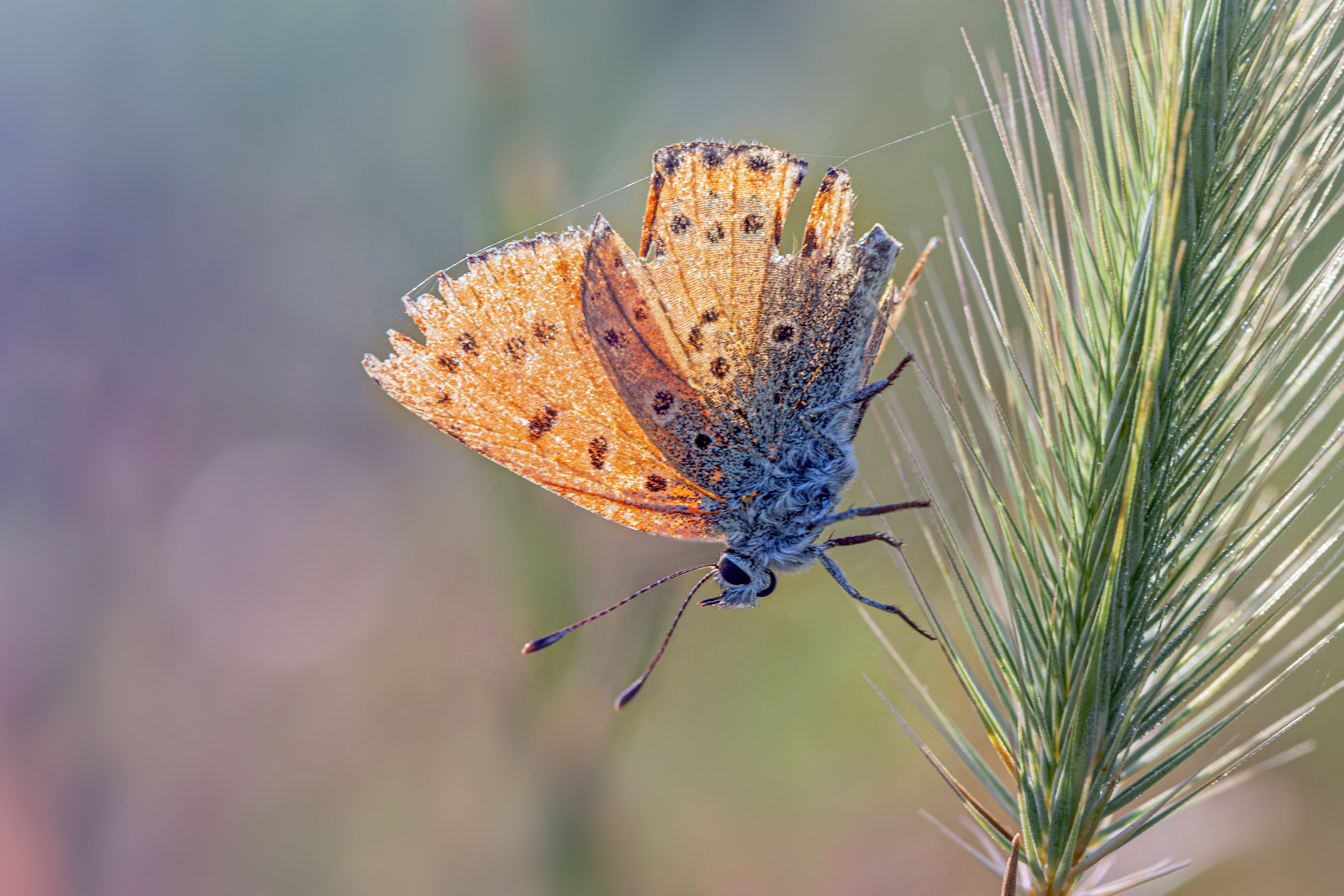 Бабочка, колос, паутинки, лето, боке., Горбачева Маментьева Татьяна