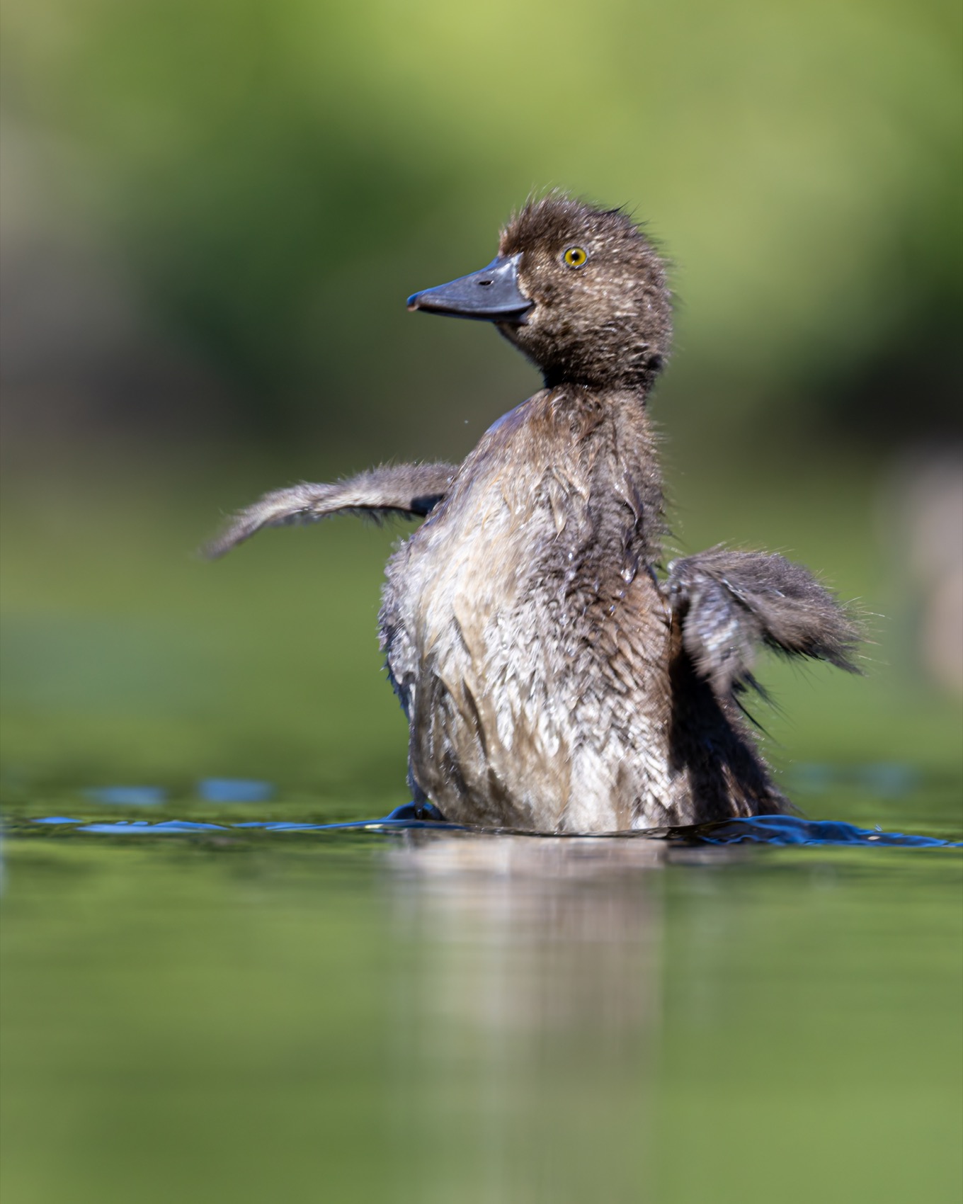 нырок, хохлатая чернеть, утенок, птицы, Руслан Pl