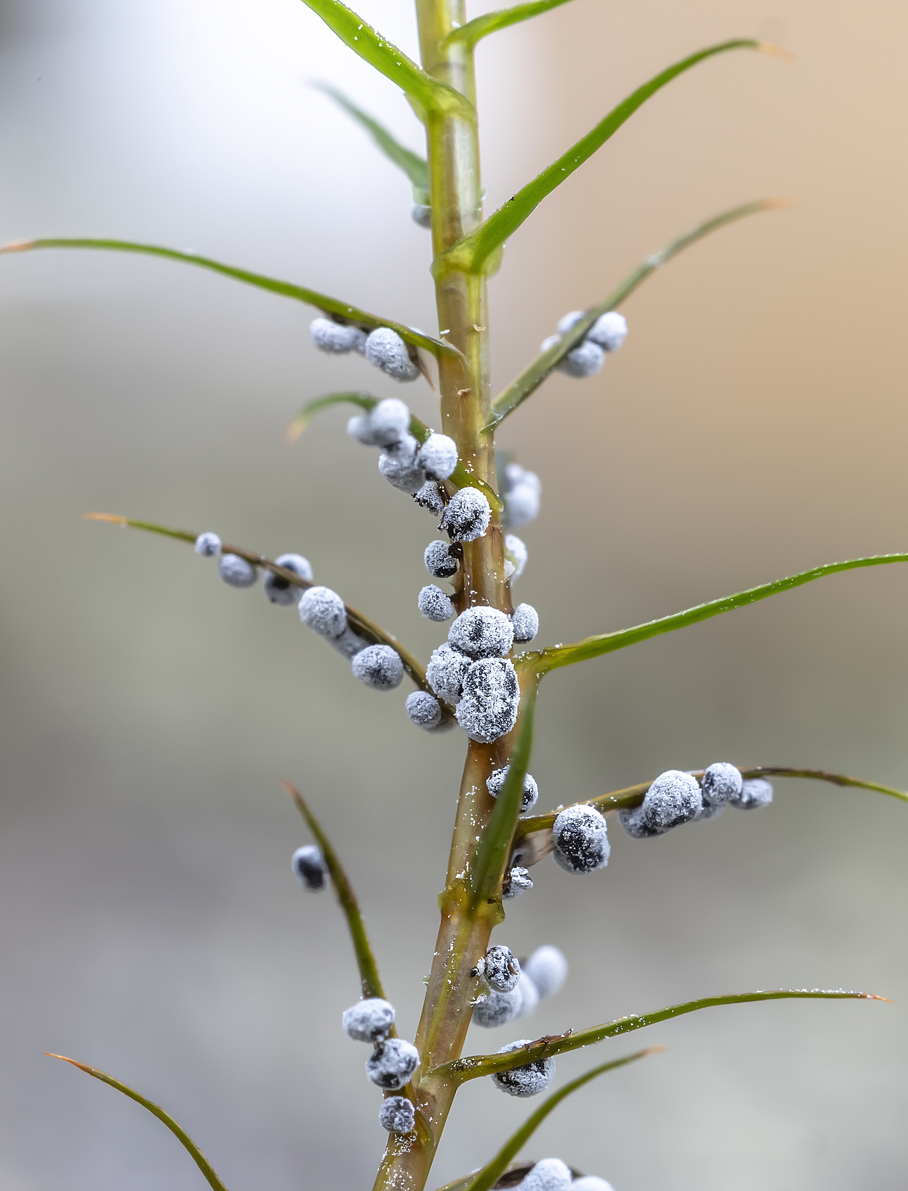 миксомицеты, влажный лес, дидимиум  чёрно споровый, сфагновый мох, Широких Александр