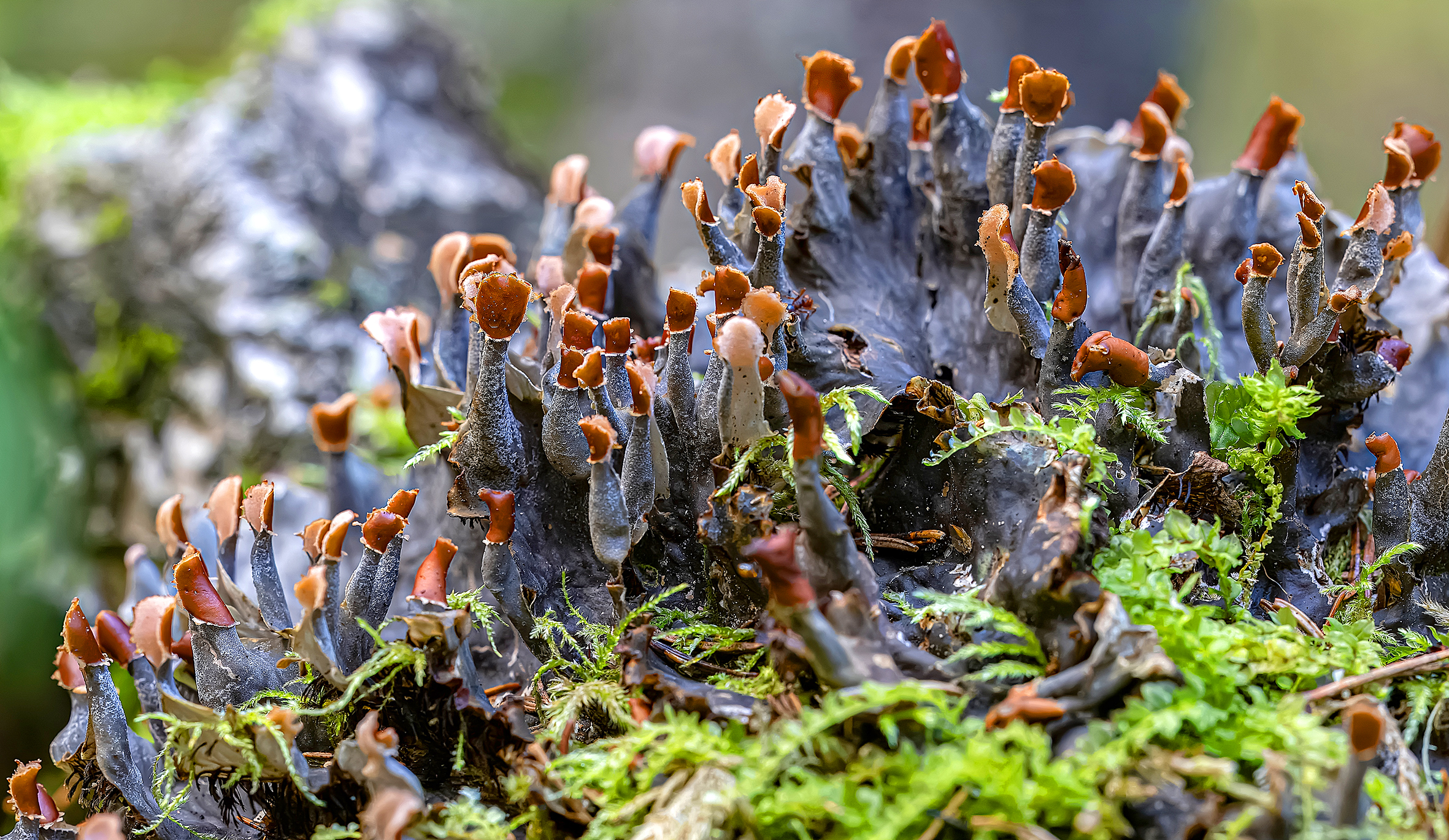 , Широких Александр