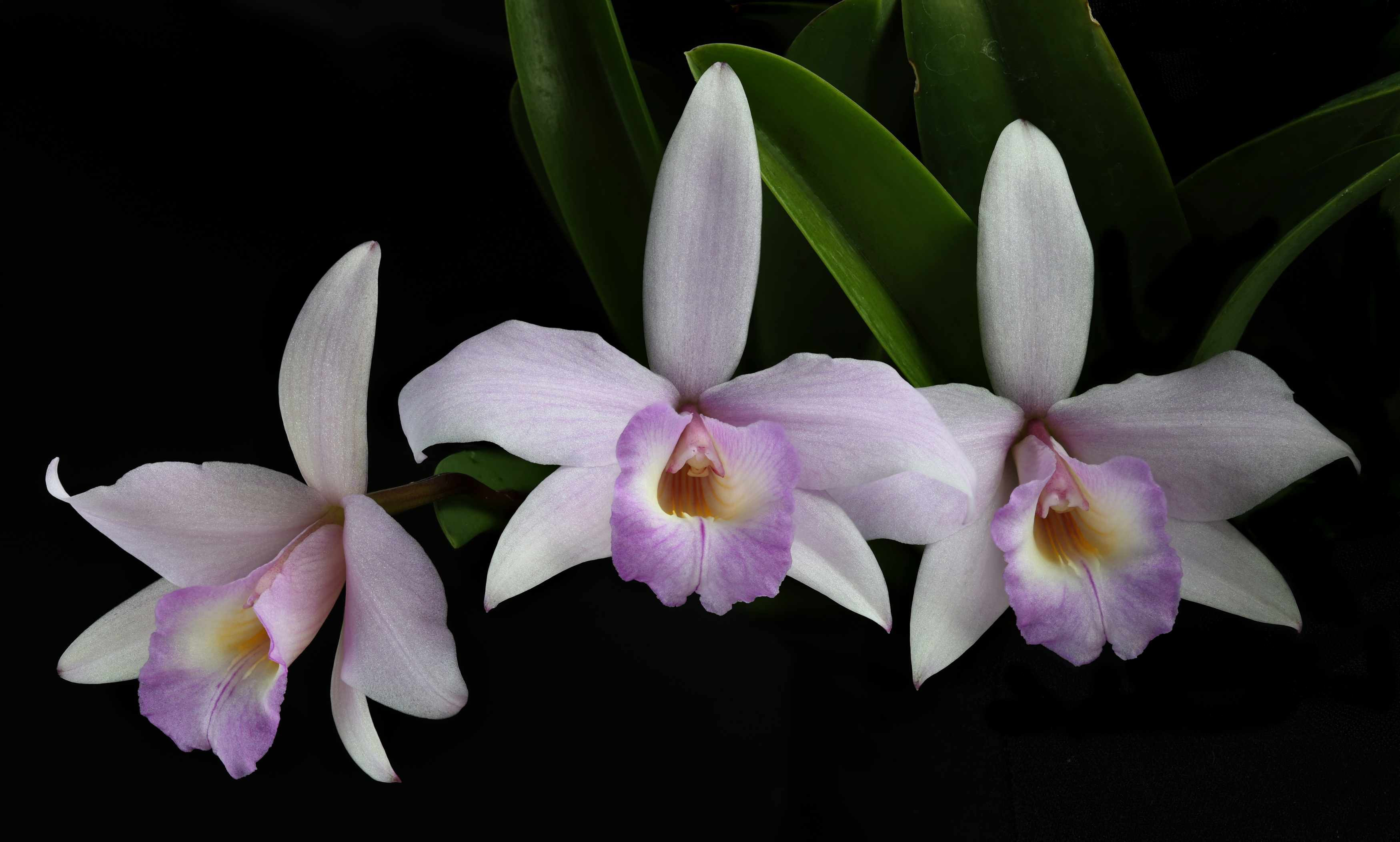 орхидея, Александр Зорин