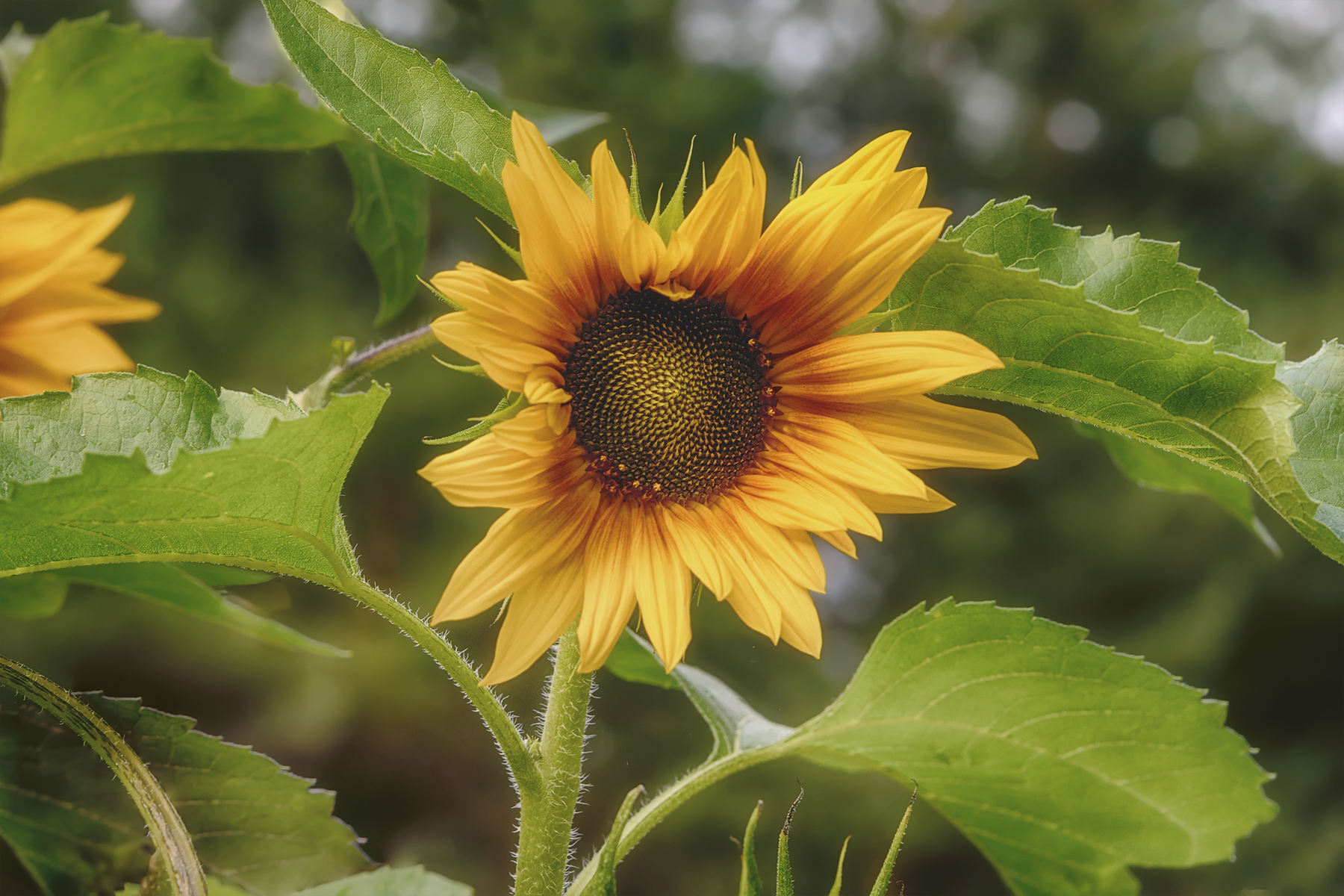 подсолнух, Вера Ра