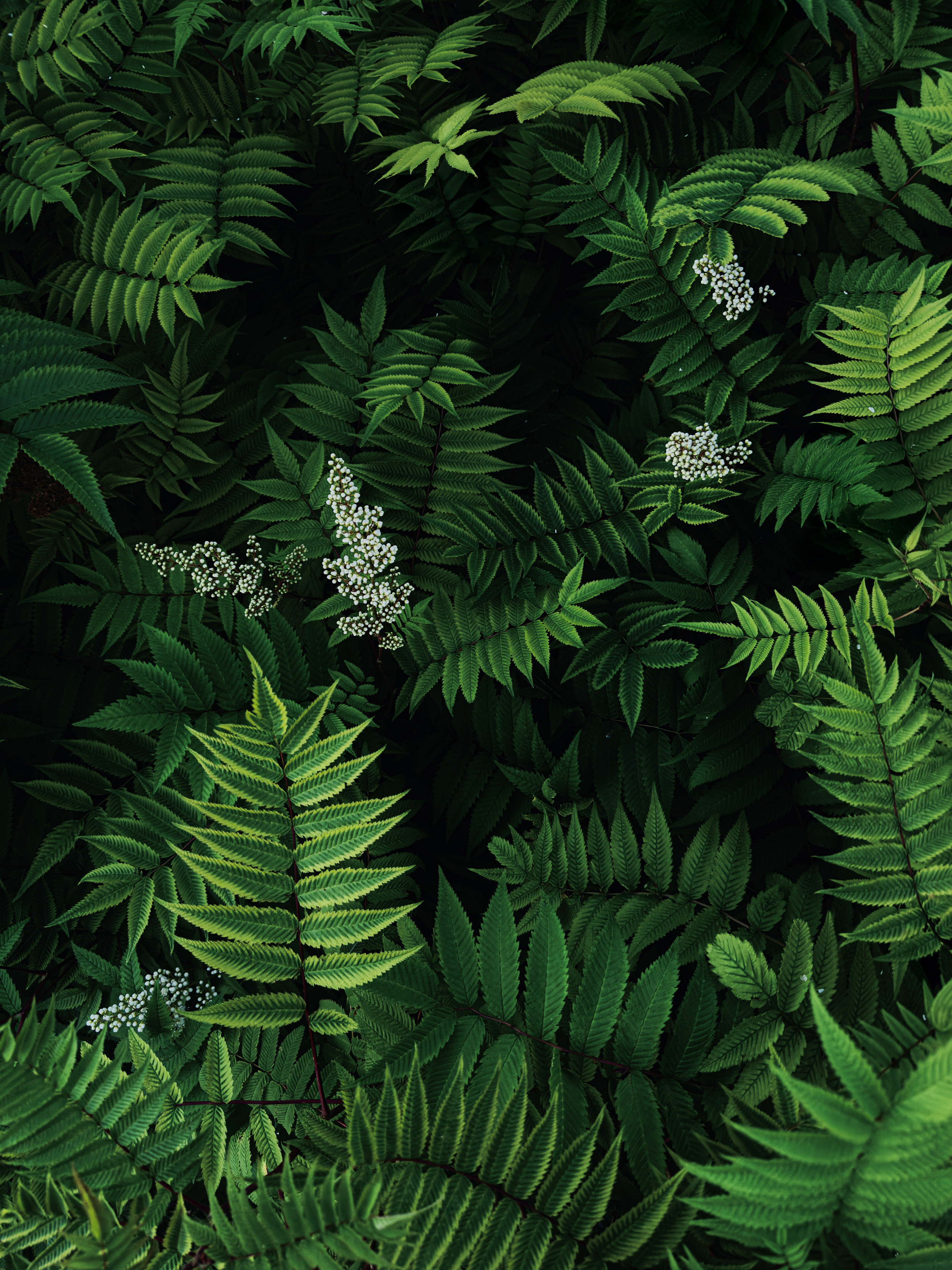 , Денис Королёв