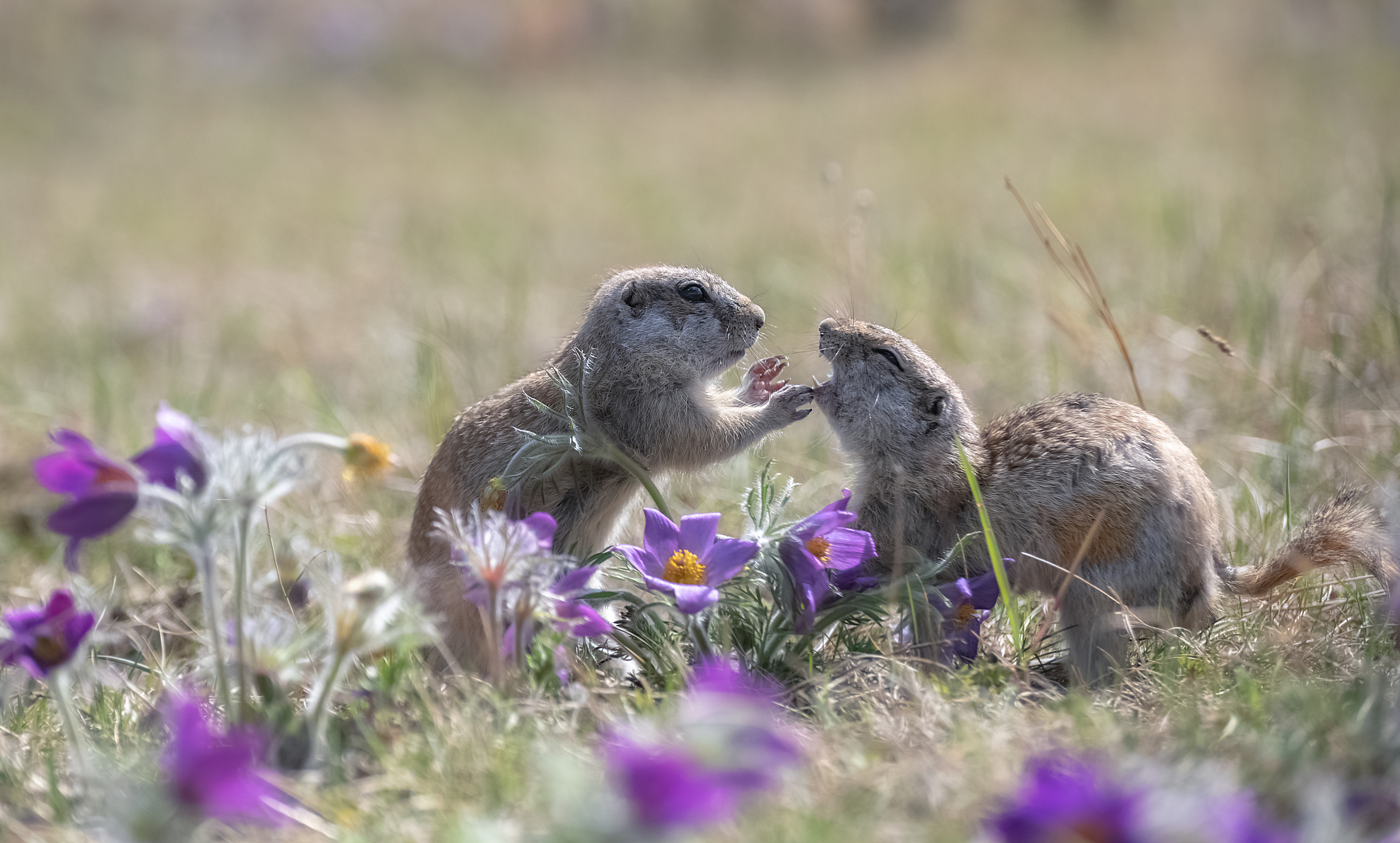 сибирь, животные, красноярск, суслики, первоцветы, Марина Фомина