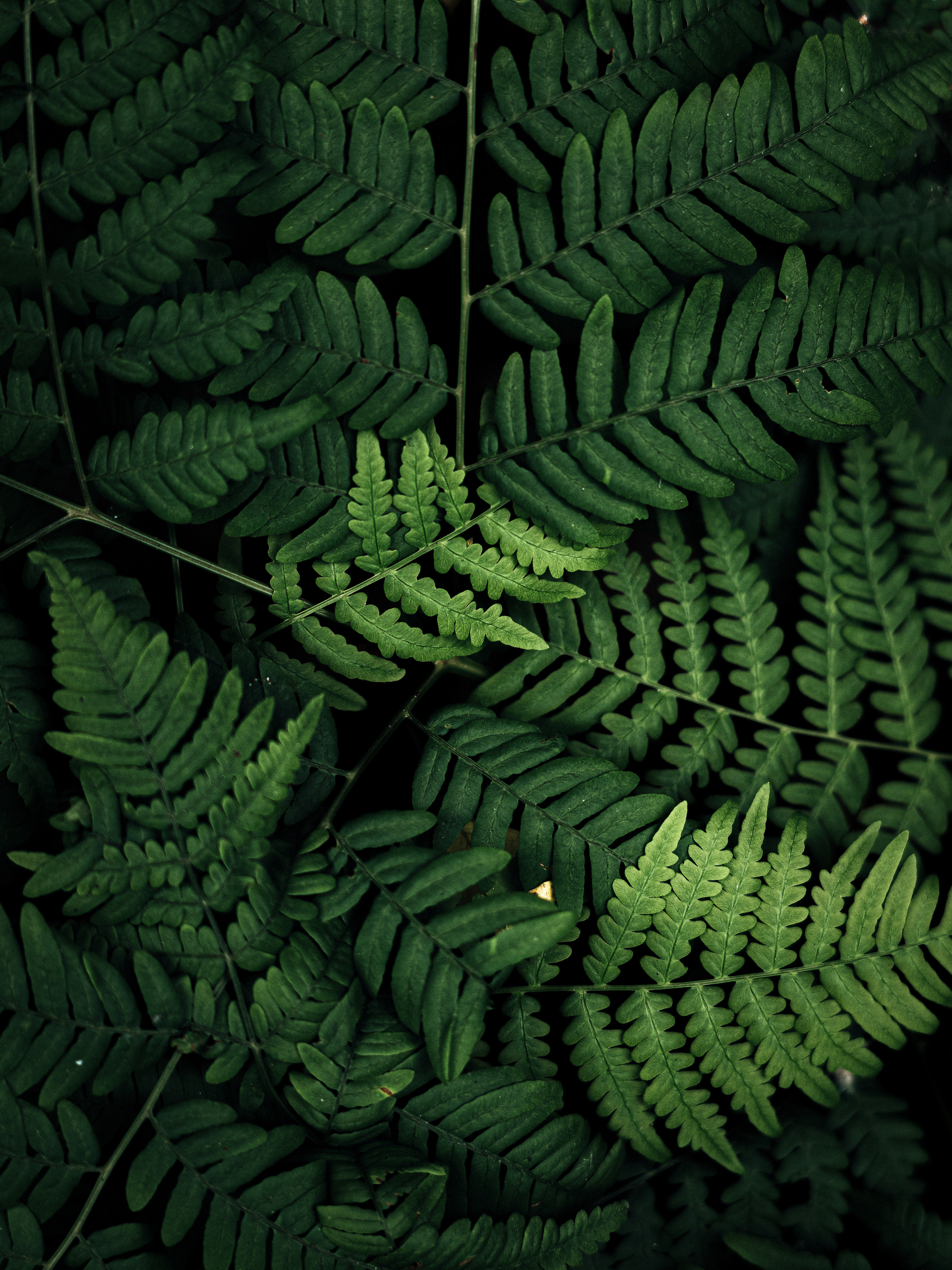 , Денис Королёв