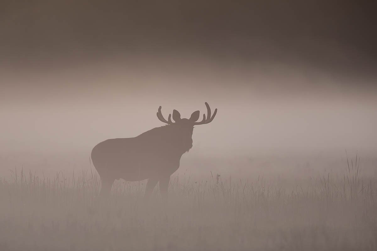 las,polana,łoś,przyroda,ssaki,natura,fauna,podlasie, Zakrzewski Marcin