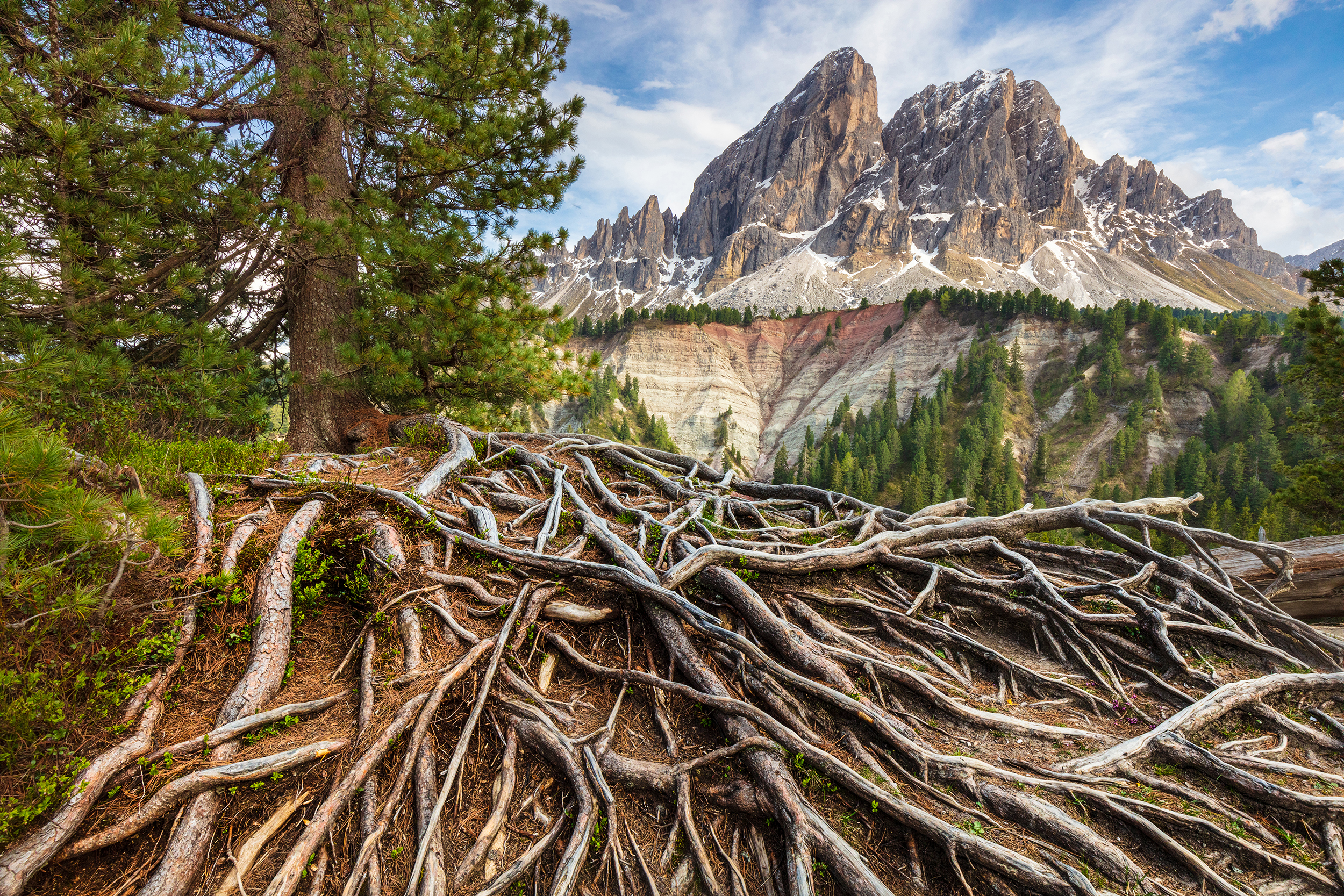 alps, mountains, italy, dolomites, tree, roots,  Gregor