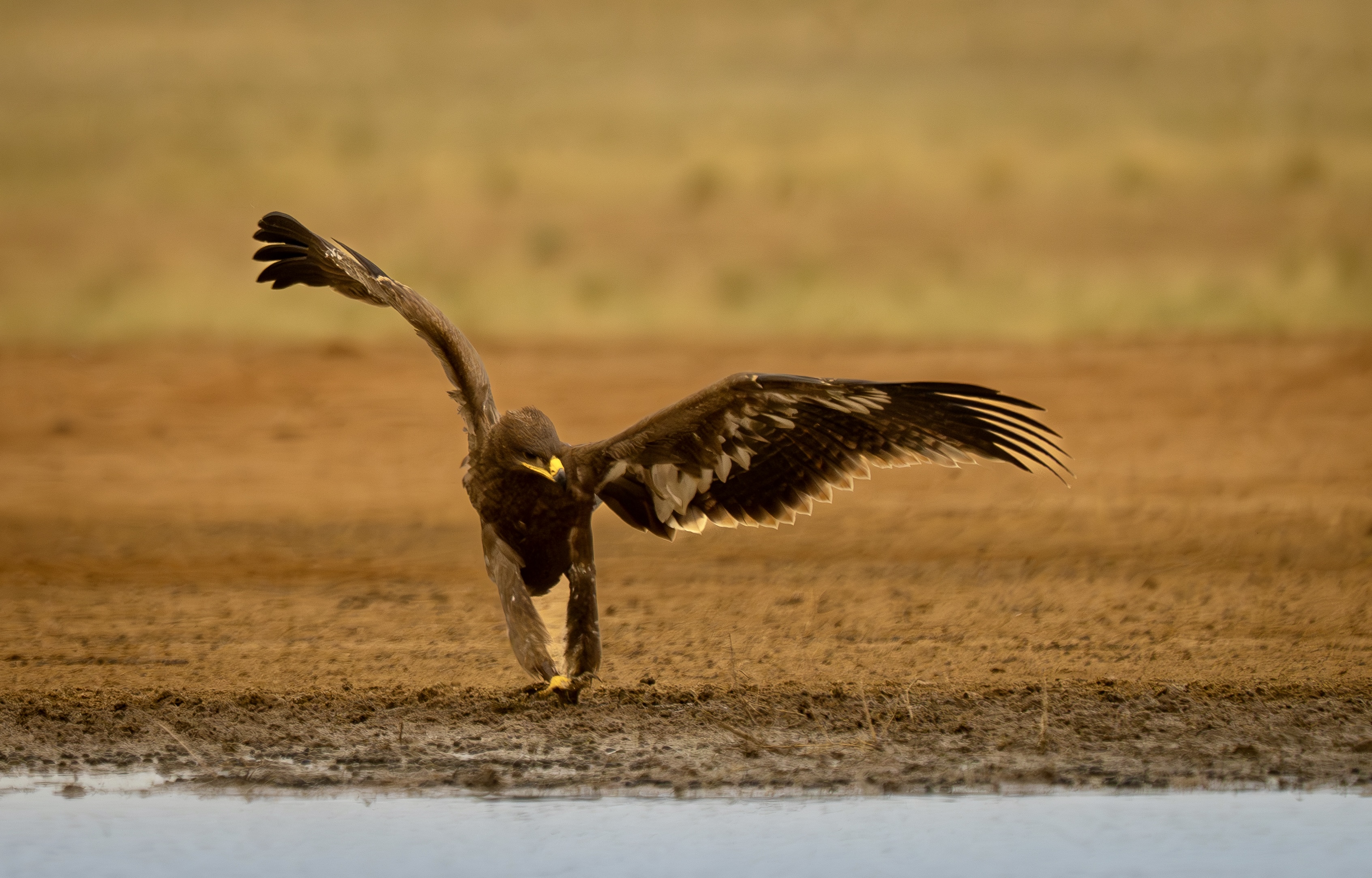 , Владимир Цветов