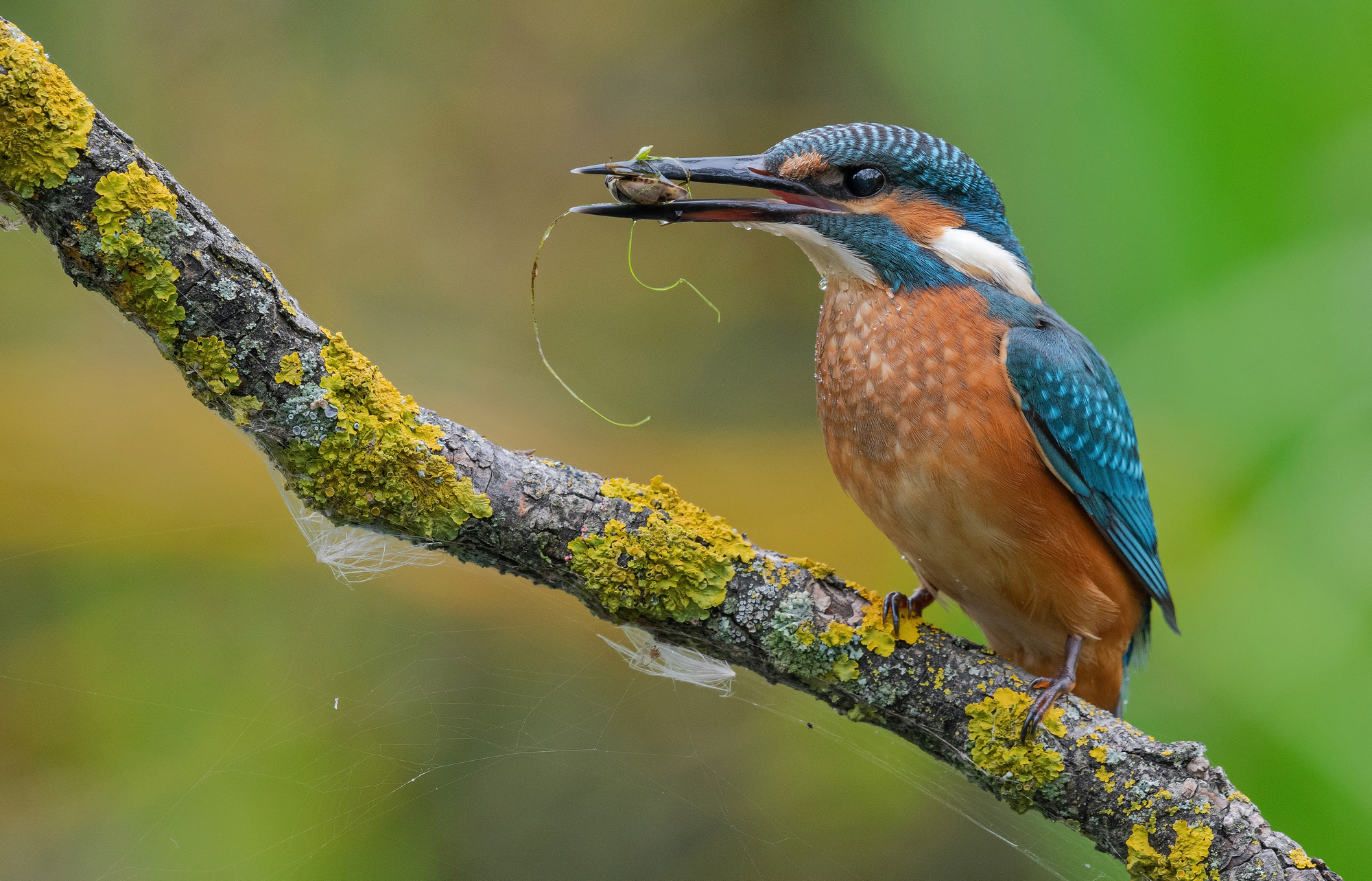 зимородок, птицы, весна, лето, фотоохота, Сигушин Руслан