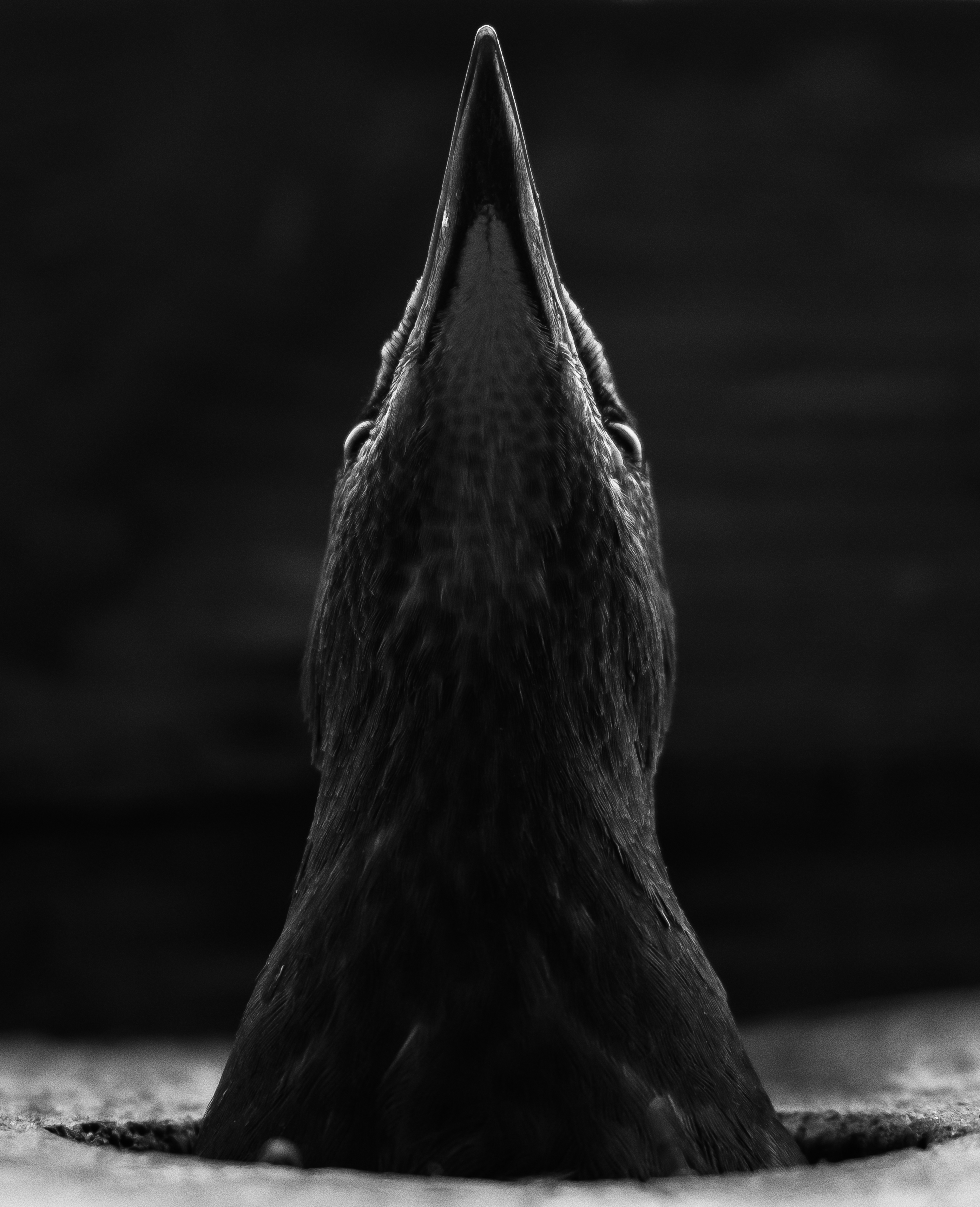 скворец чб, скворечник, Соварцева Ксения