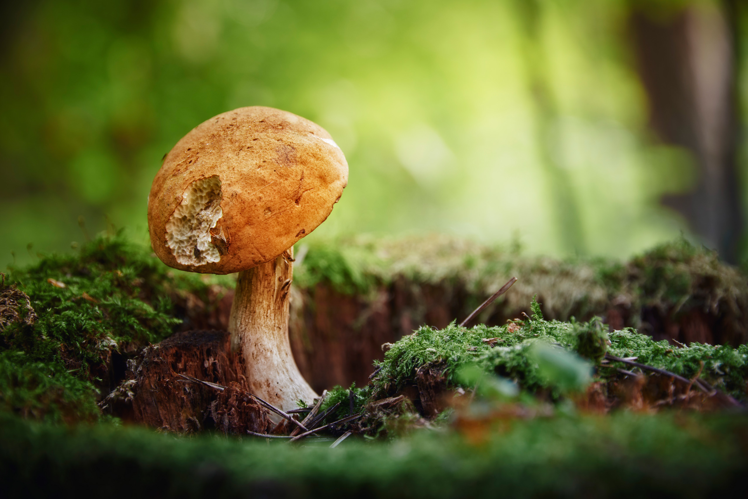 гриб, Валерий Вождаев